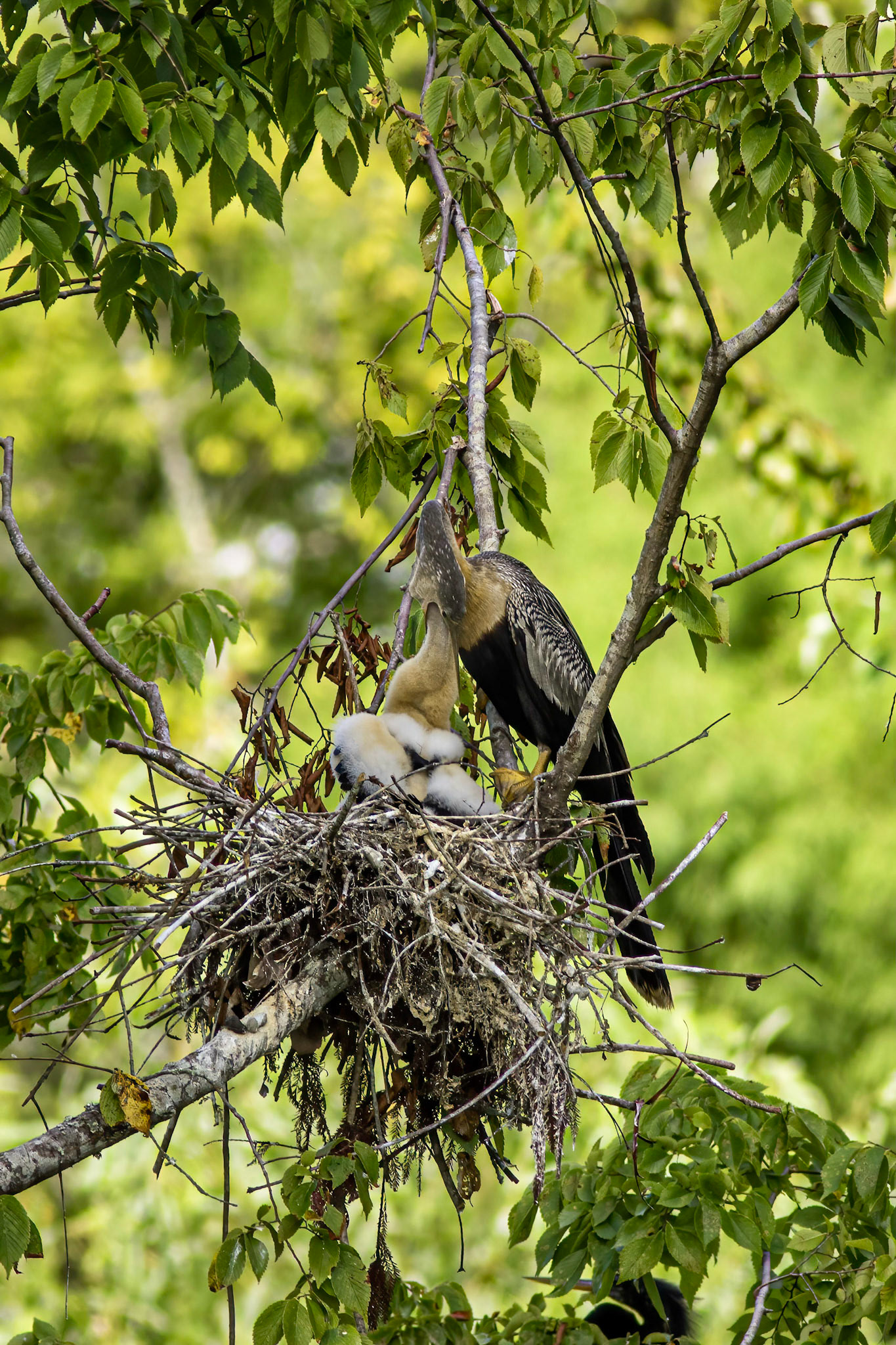 Anhinga nest 39, Sea Trail, Week of August 1, Nest 2