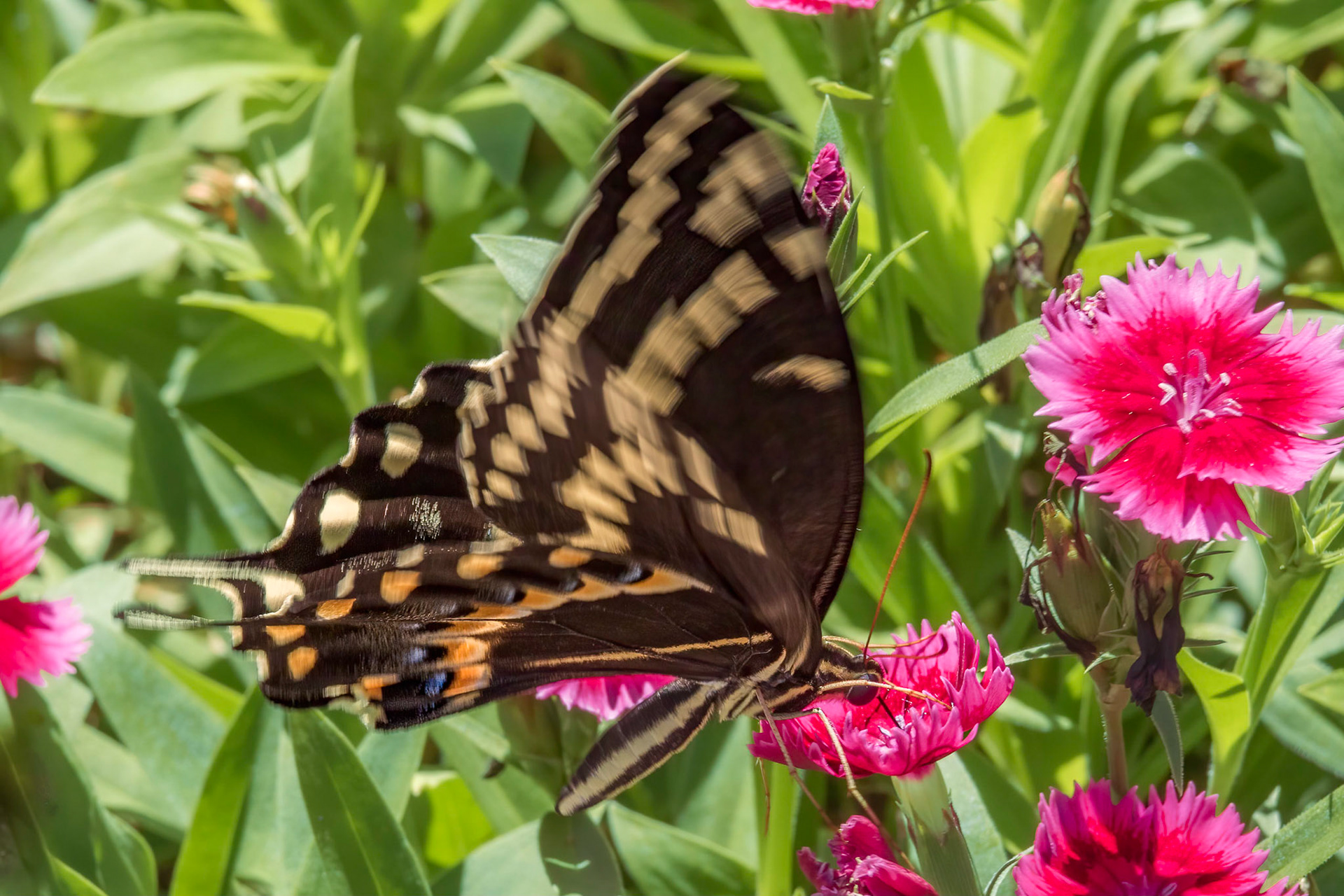 Palamedes swallowtail 5, Brunswick County Botanical Gardens