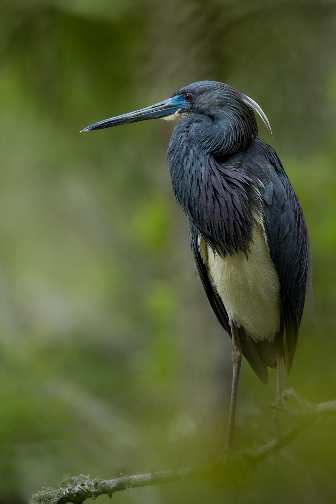 Tricolor heron 44, Huntington Beach State Park, SC