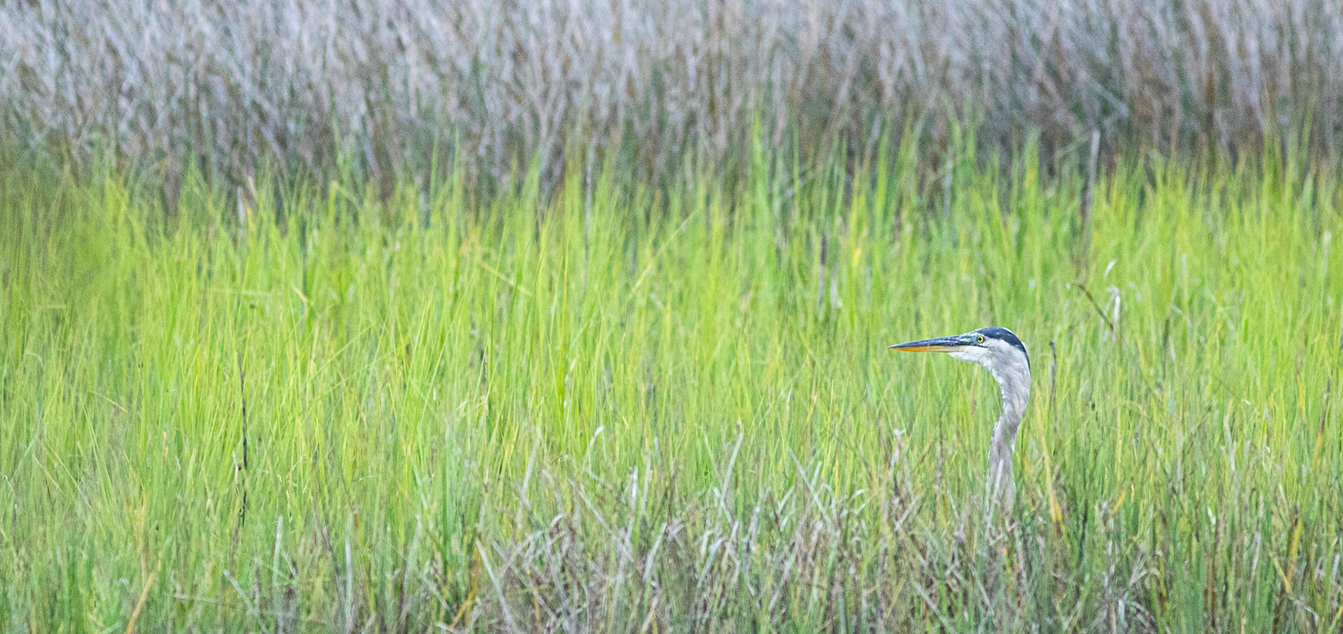 Great blue heron 46, Shallotte Riverwalk