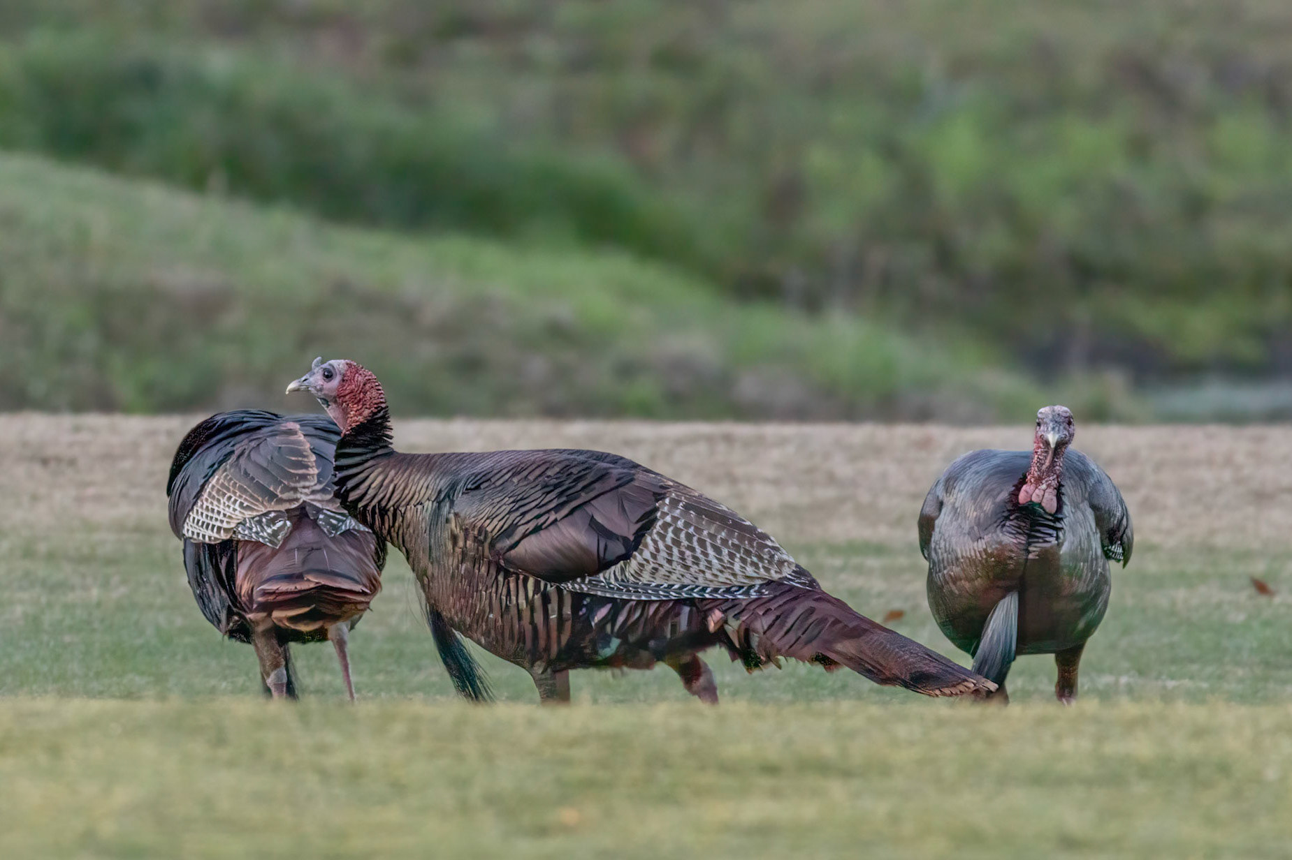 Wild turkeys 1, Sea Trail, Sunset Beach, NC