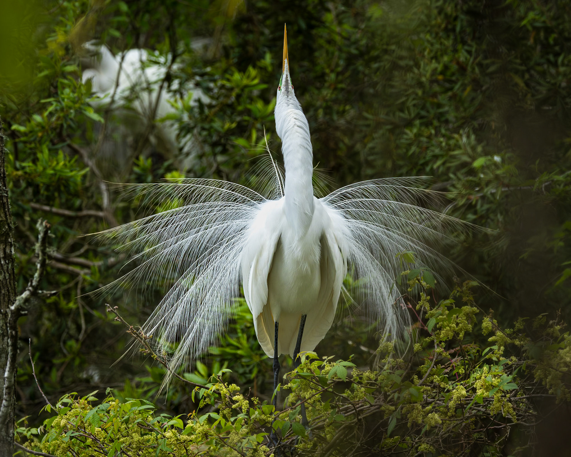 Great egret 65, Huntington Beach State Park, SC