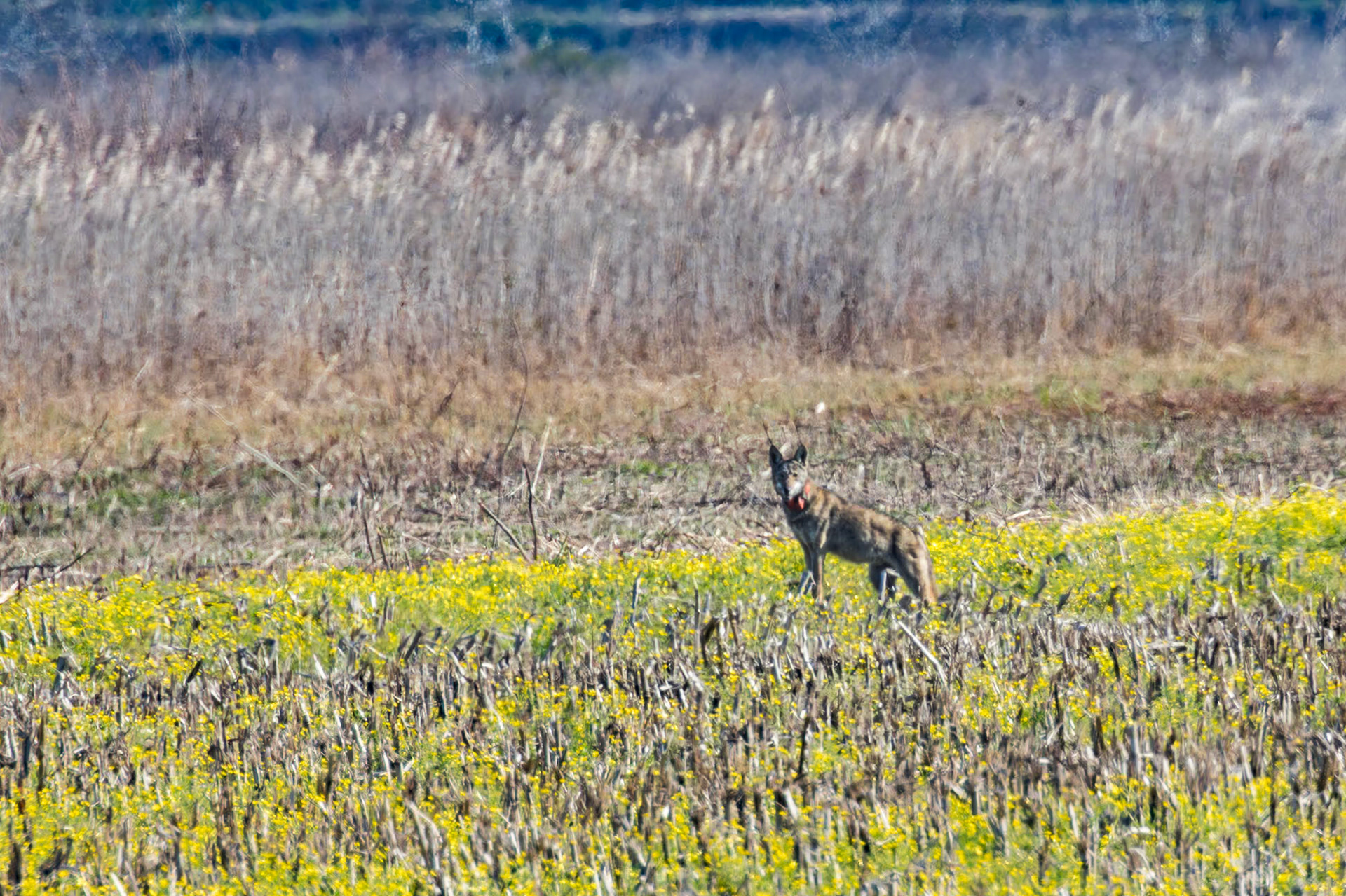 Red wolves 4, Alligator River NWR