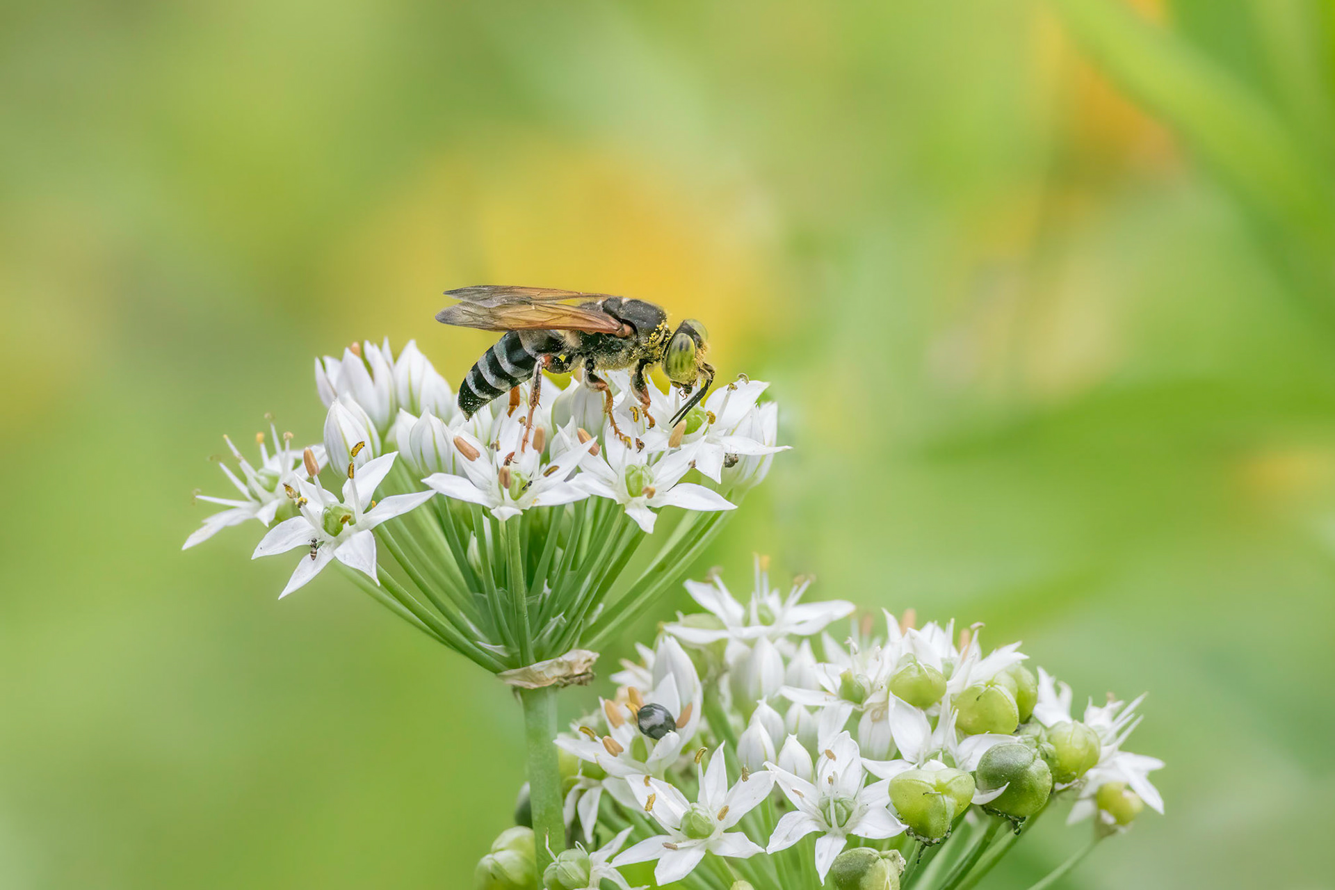 ??? bee on garlic 2, Brunswick County Botanical Gardens