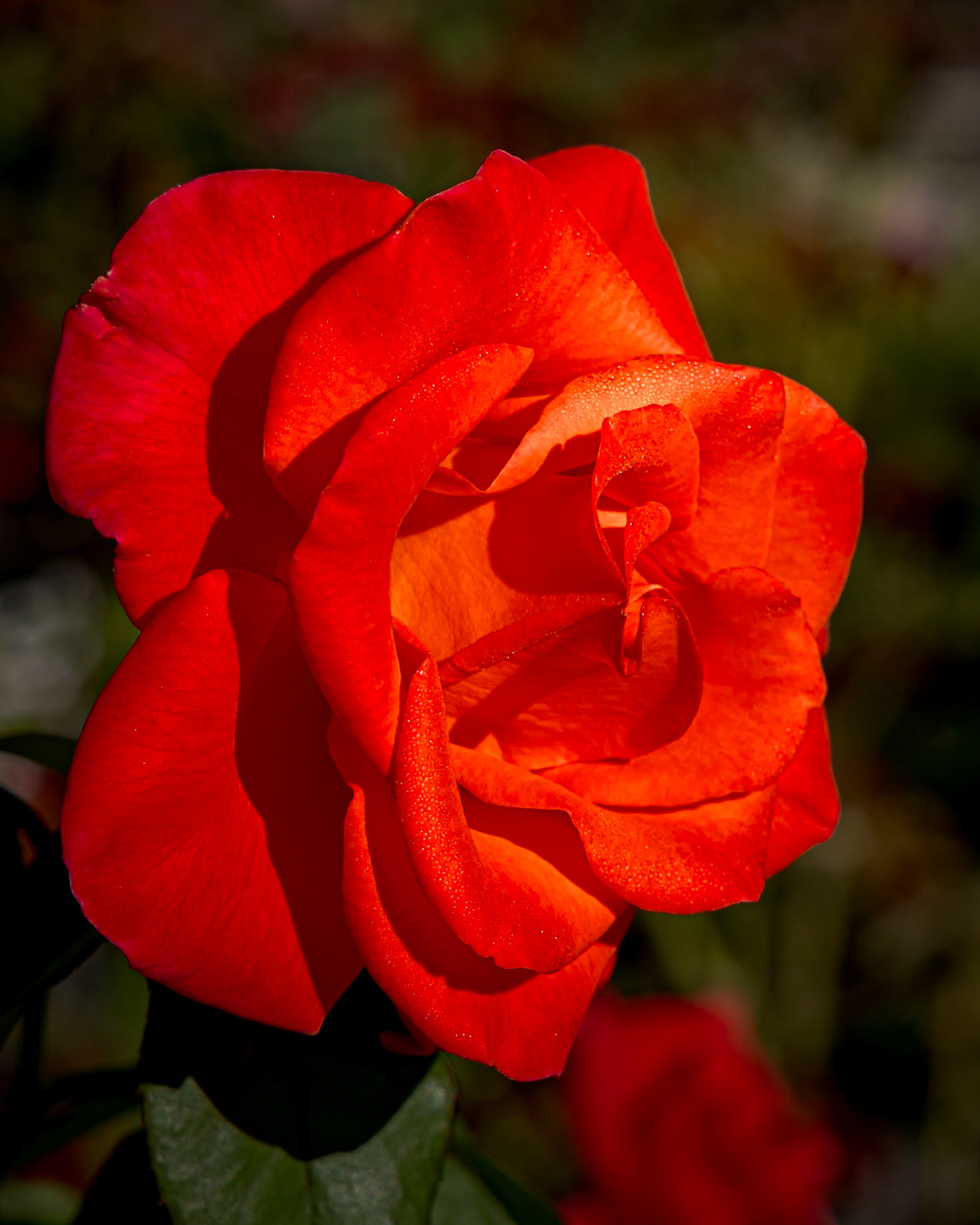 Rose 32, Brunswick County Botanical Gardens