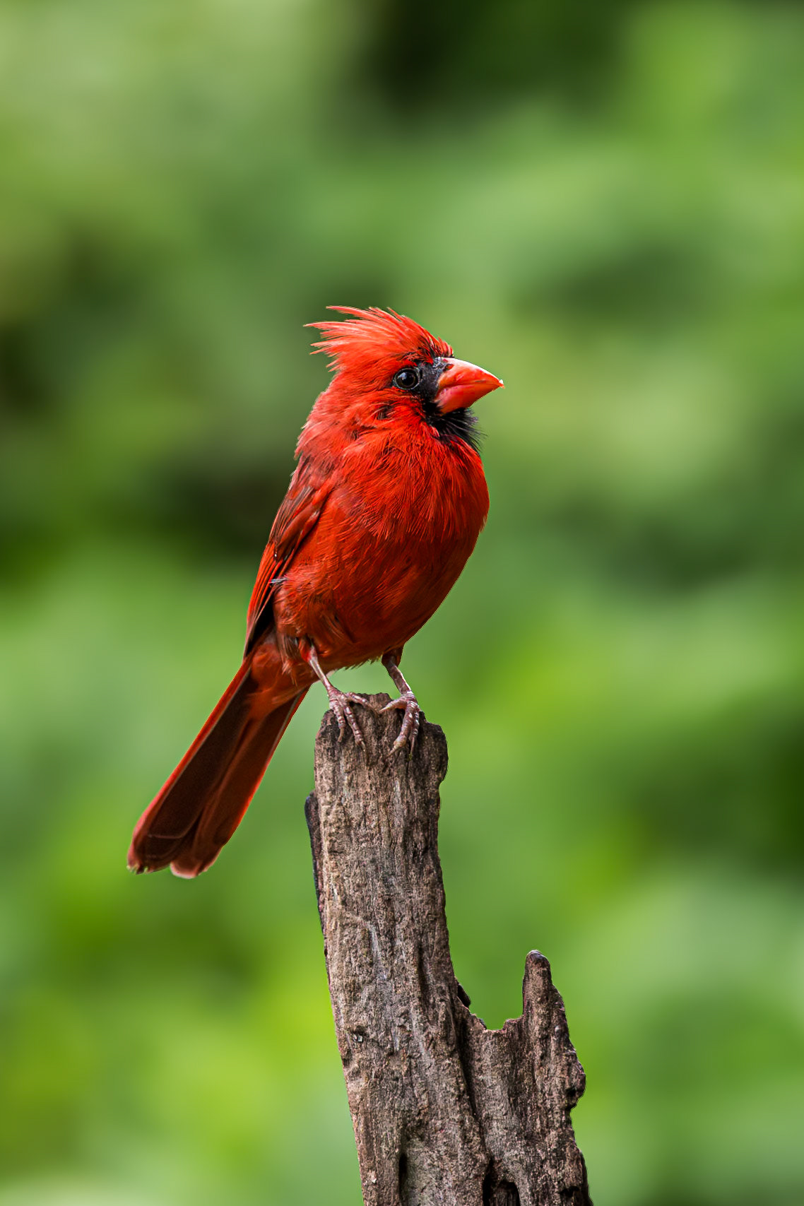 Cardinal 26, The Nut House, Clemson, SC