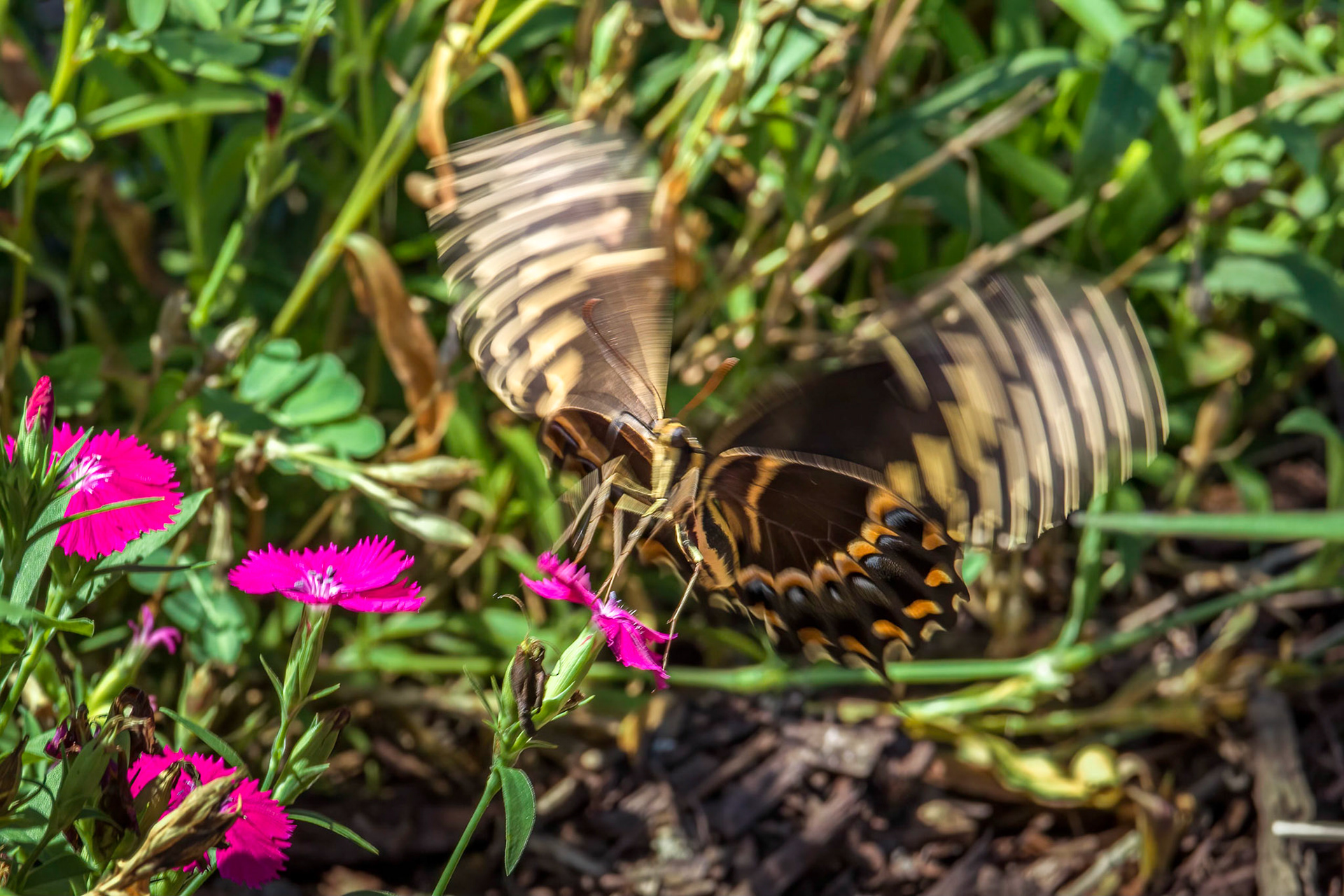Palamedes swallowtail 3, Brunswick County Botanical Gardens