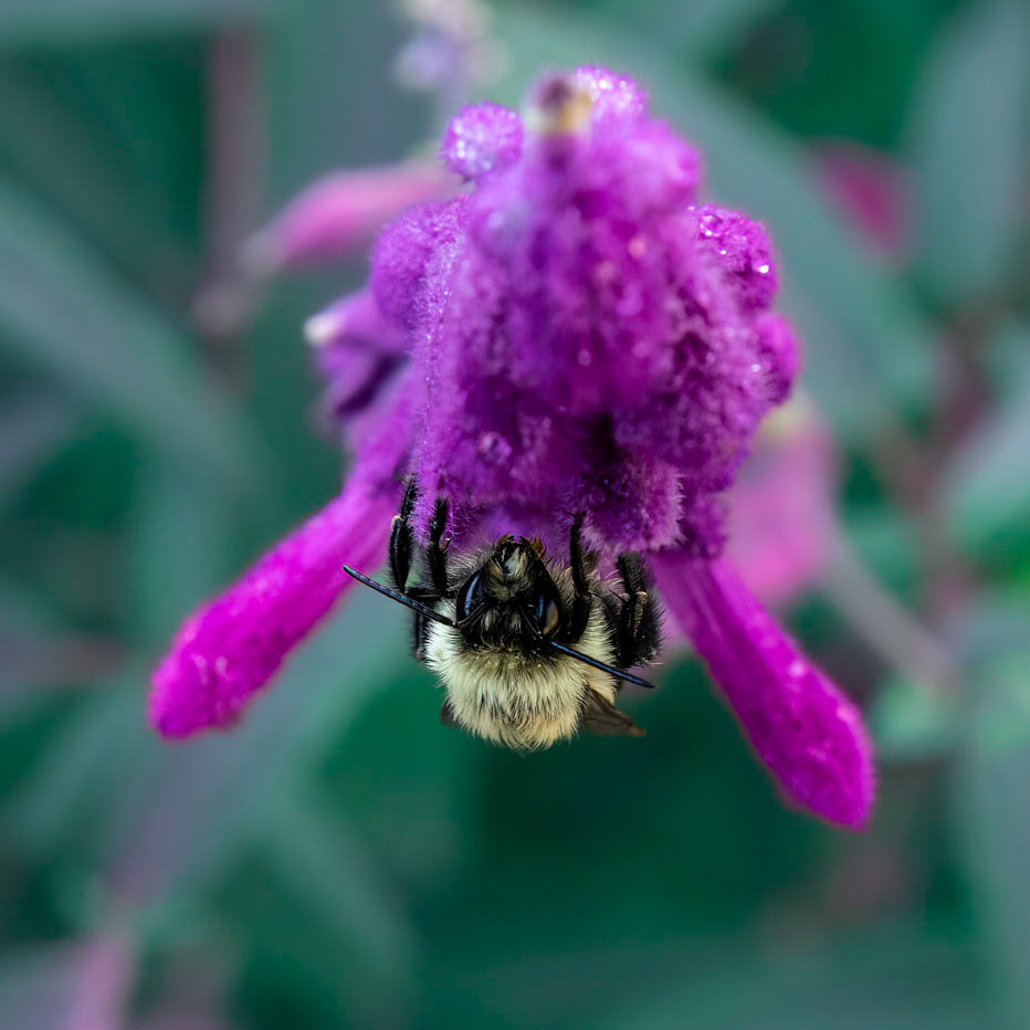 Bee on mexican bush sage 1, Brunswick County Botanical Gardens