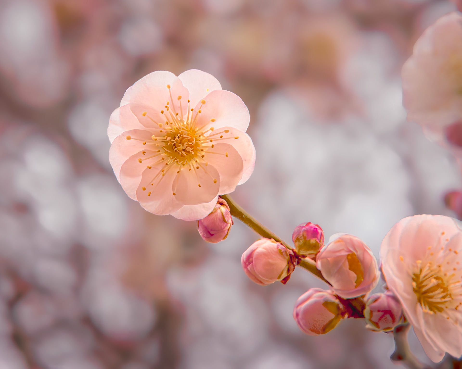 Flowering apricot 1, New Hanover County Botanical Gardens