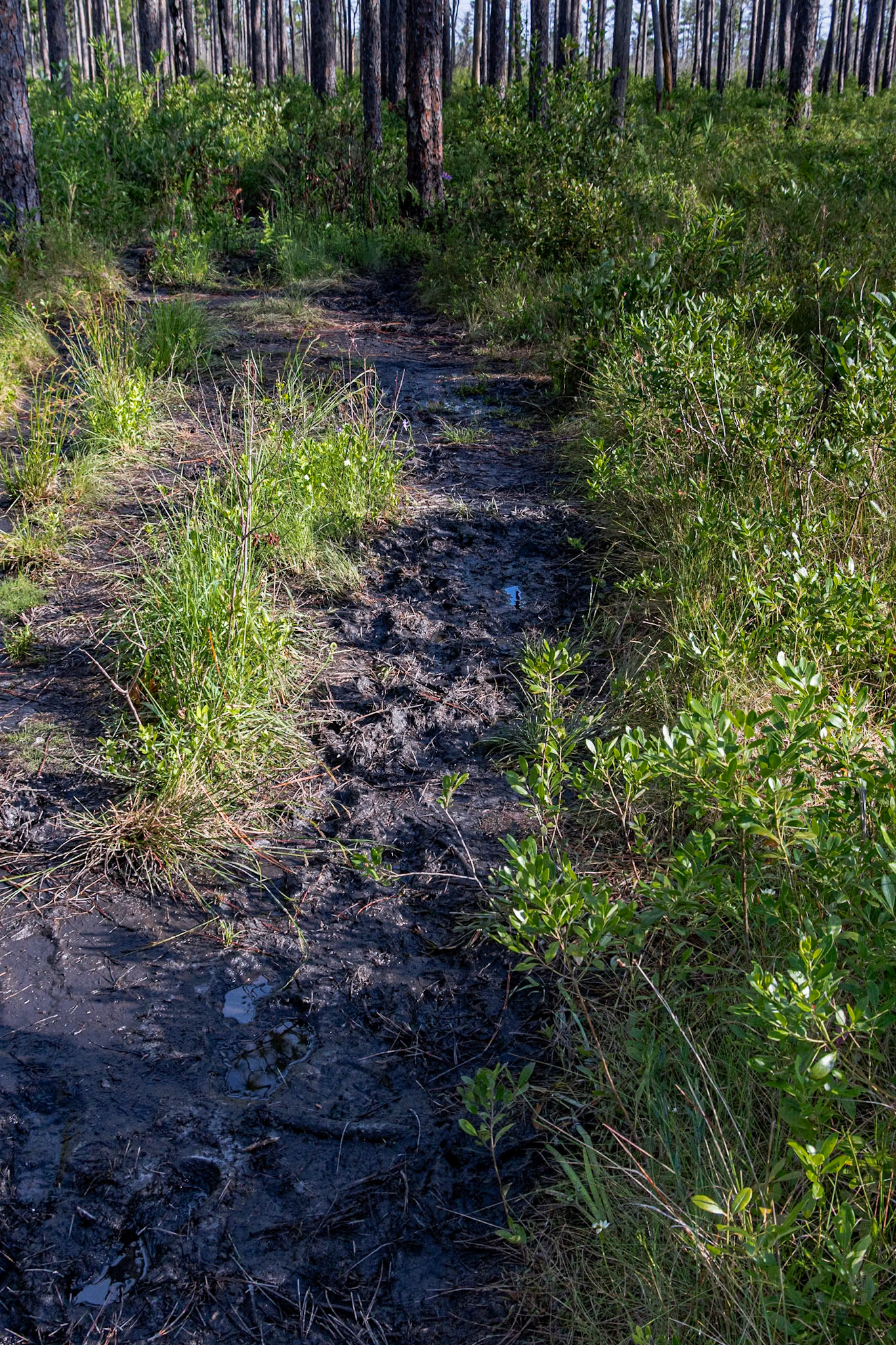 Dryer Green Sweamp trail a few days after the rain 1