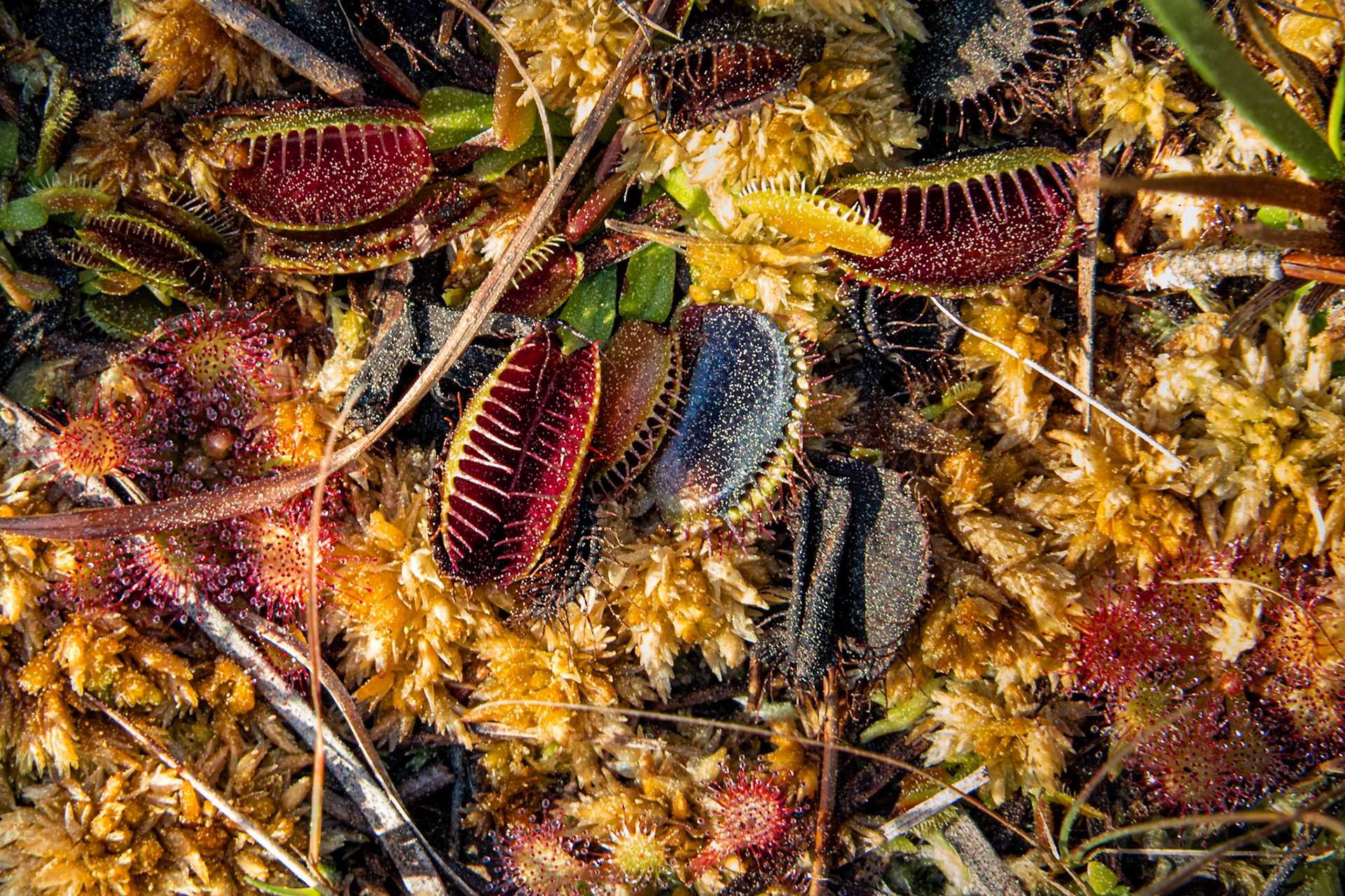 Venus flytrap and pink sundew in sphagnum moss 7, Green Swamp Preserve
