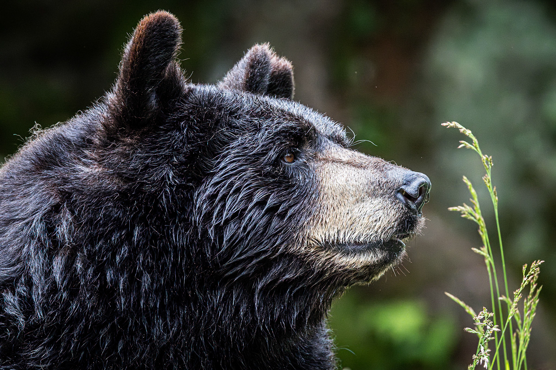 Black bear 3, Grandfather Mountain, NC