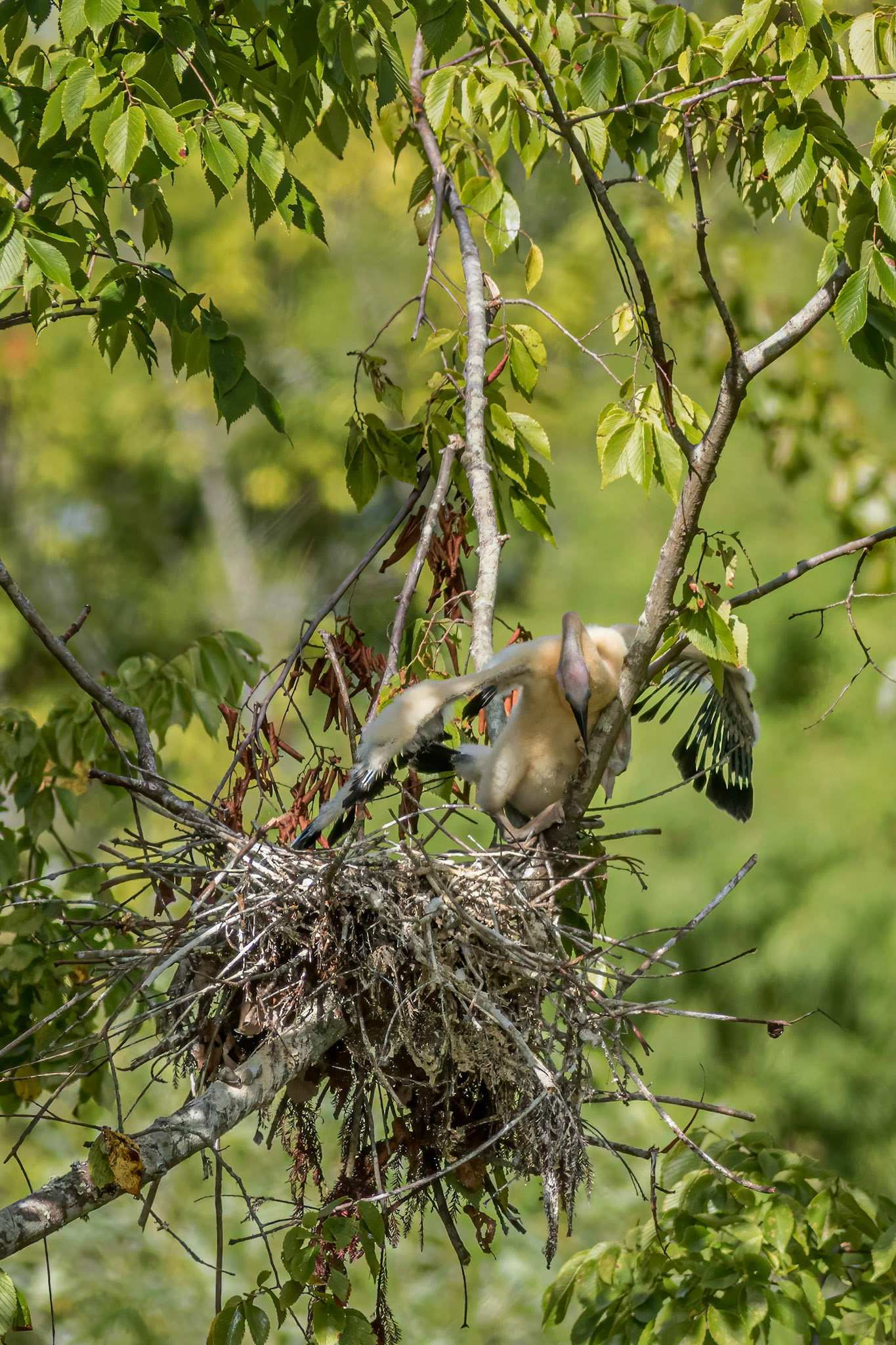 Anhinga nest 35, Sea Trail, Week of August 1, Nest 2