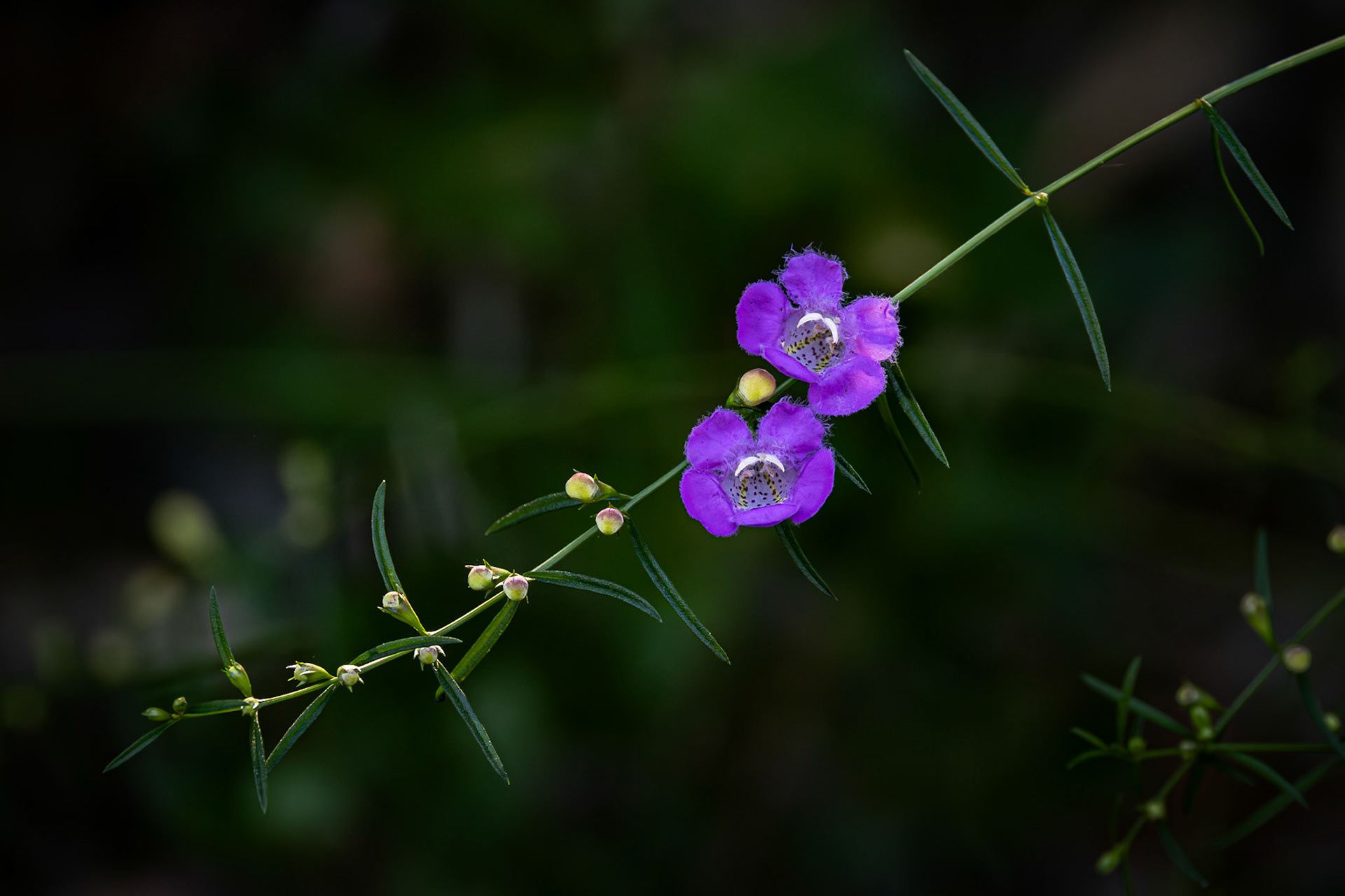 Flase foxglove 9, Greater Green Swamp Area