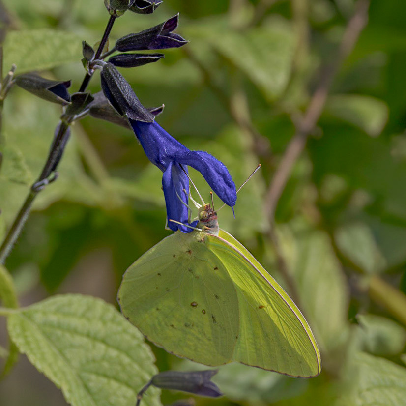 Cloudless sulfer on black and blue salvia 4, Brunswick County Botanical Gardens