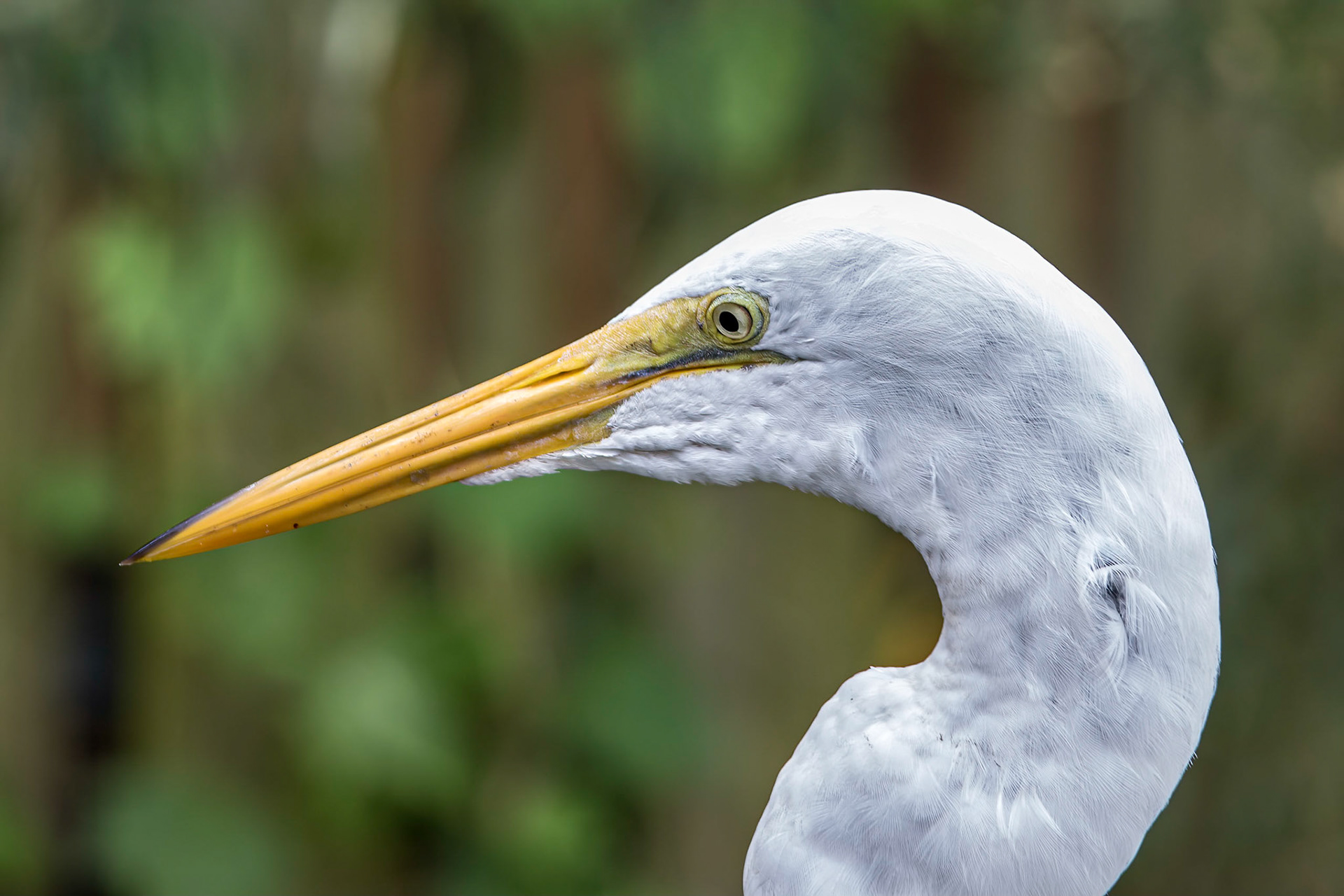 Great egret 1, Sea Biscuit Wildlife Shelter