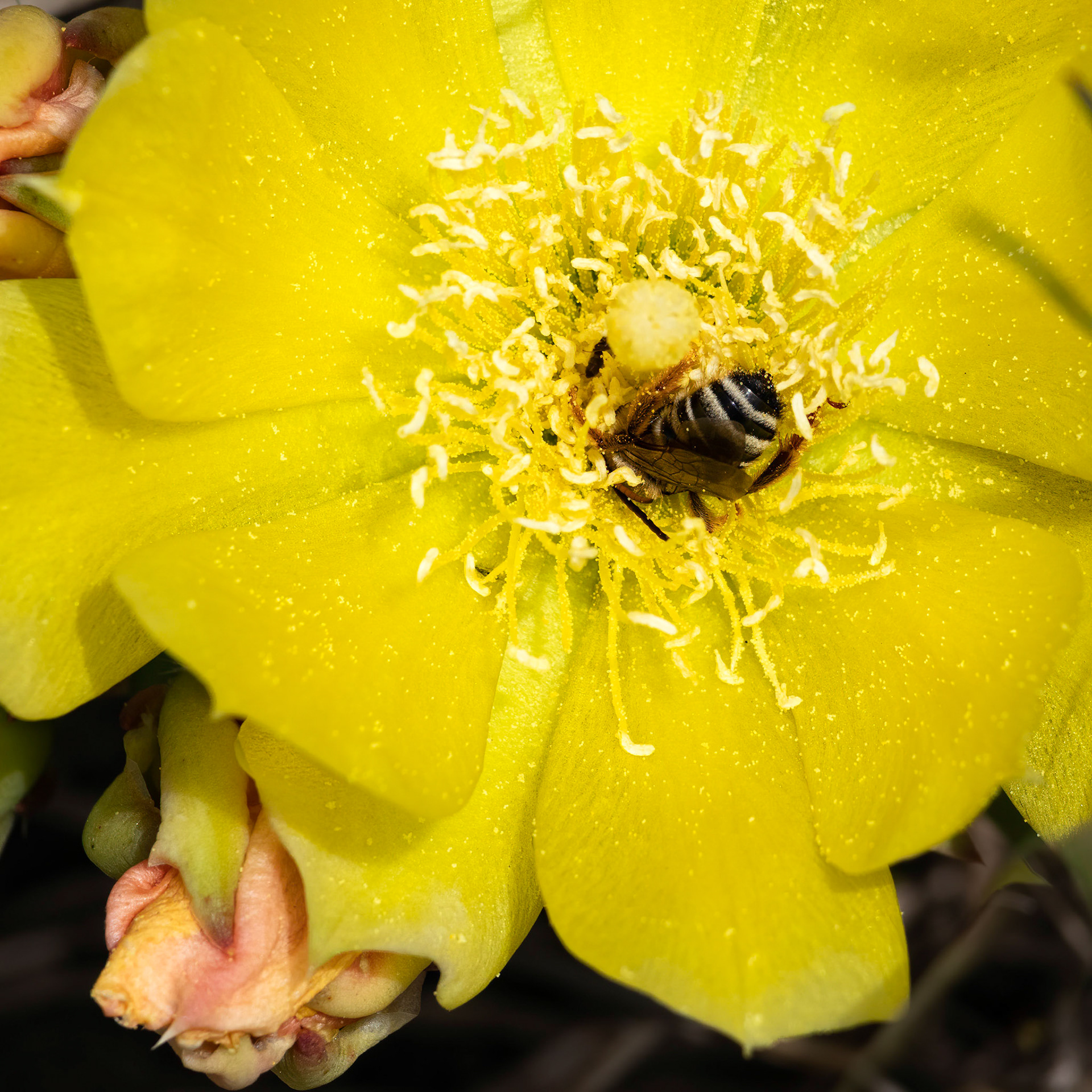 Prickly pear 2, OIB east end