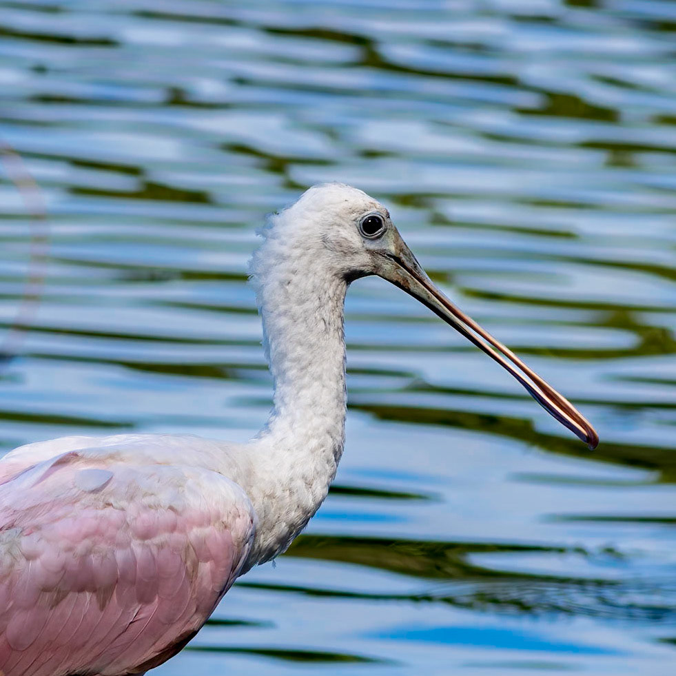Roseate spoonbill 2, Airlie Gardens
