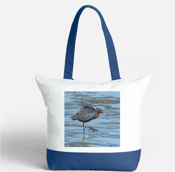 Little blue heron 10