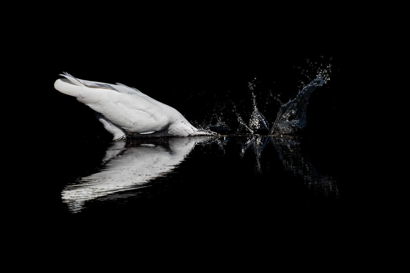 Great Egret 45, Huntinton Beach SC