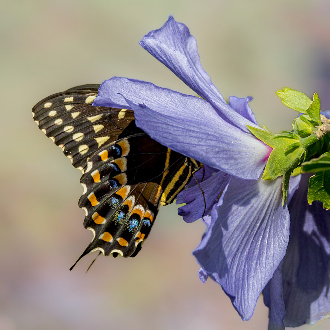 Palamedes swallowtail 14, Brunswick County Botanical Gardens