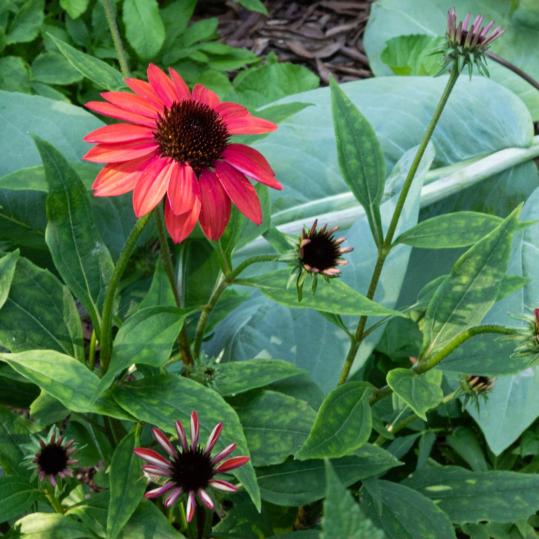 Fearrington Village, NC 13