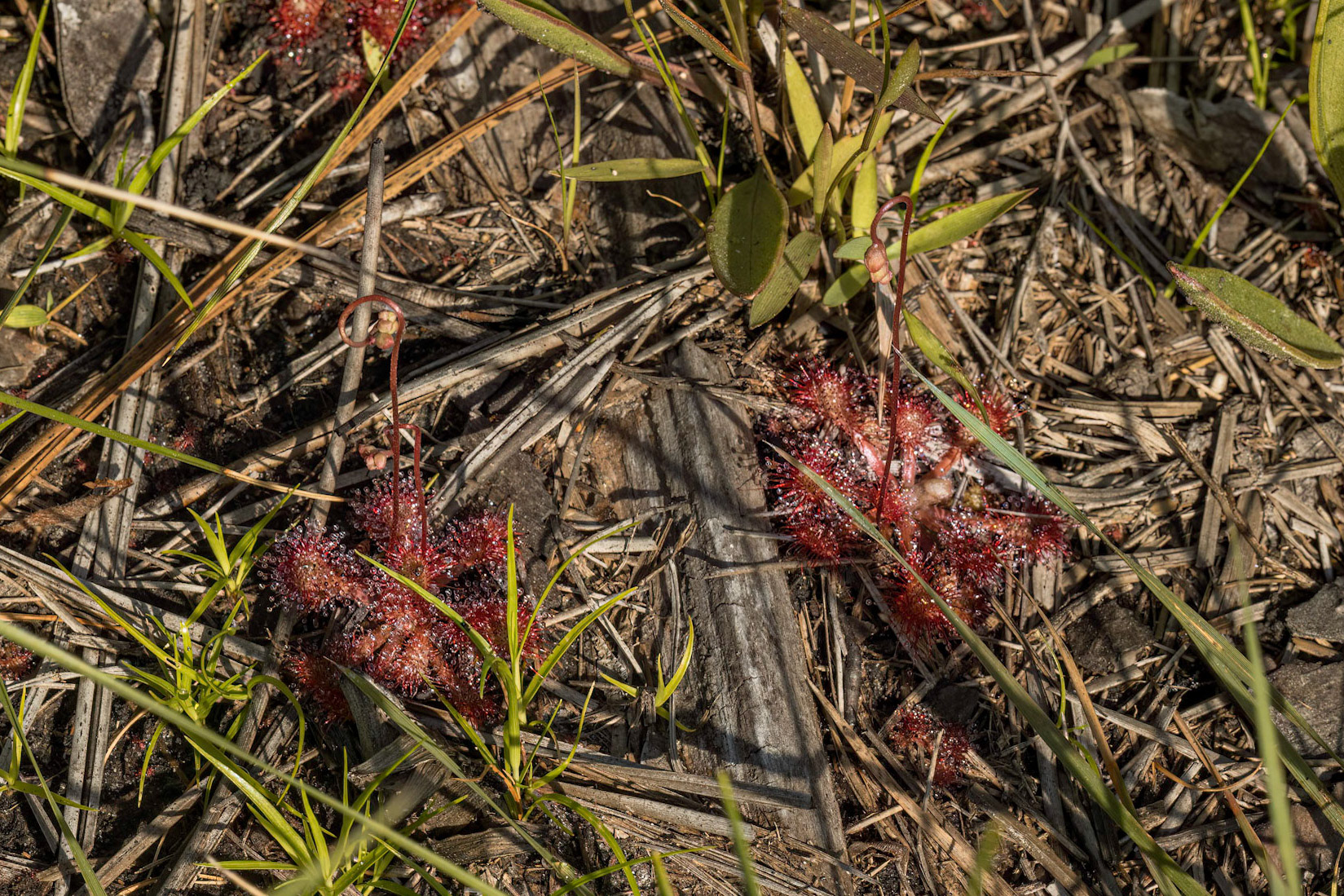 Sundew 1, Green Swamp Preserve