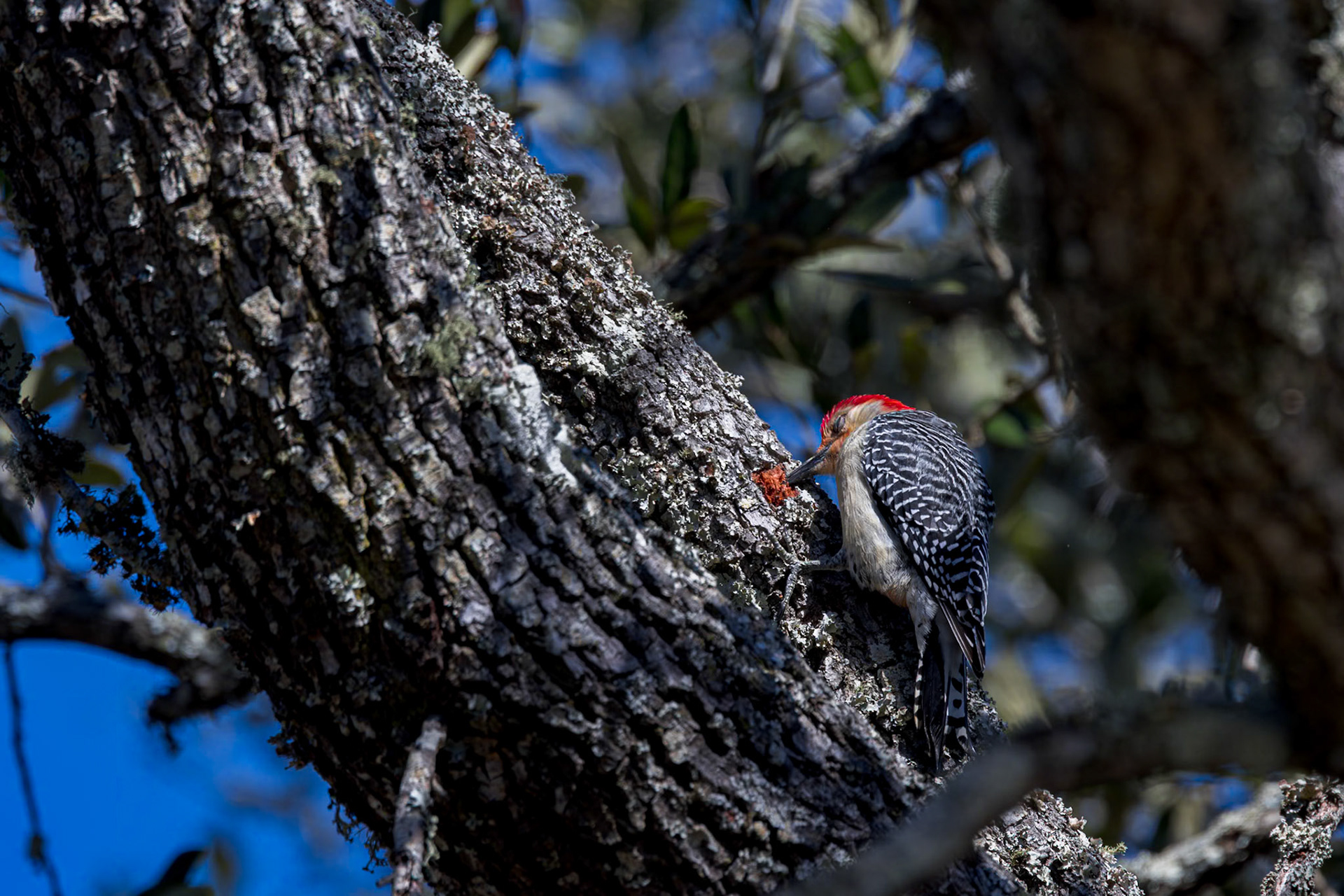 Red-bellied woodpecker 11, Huntington Beach State Park, SC