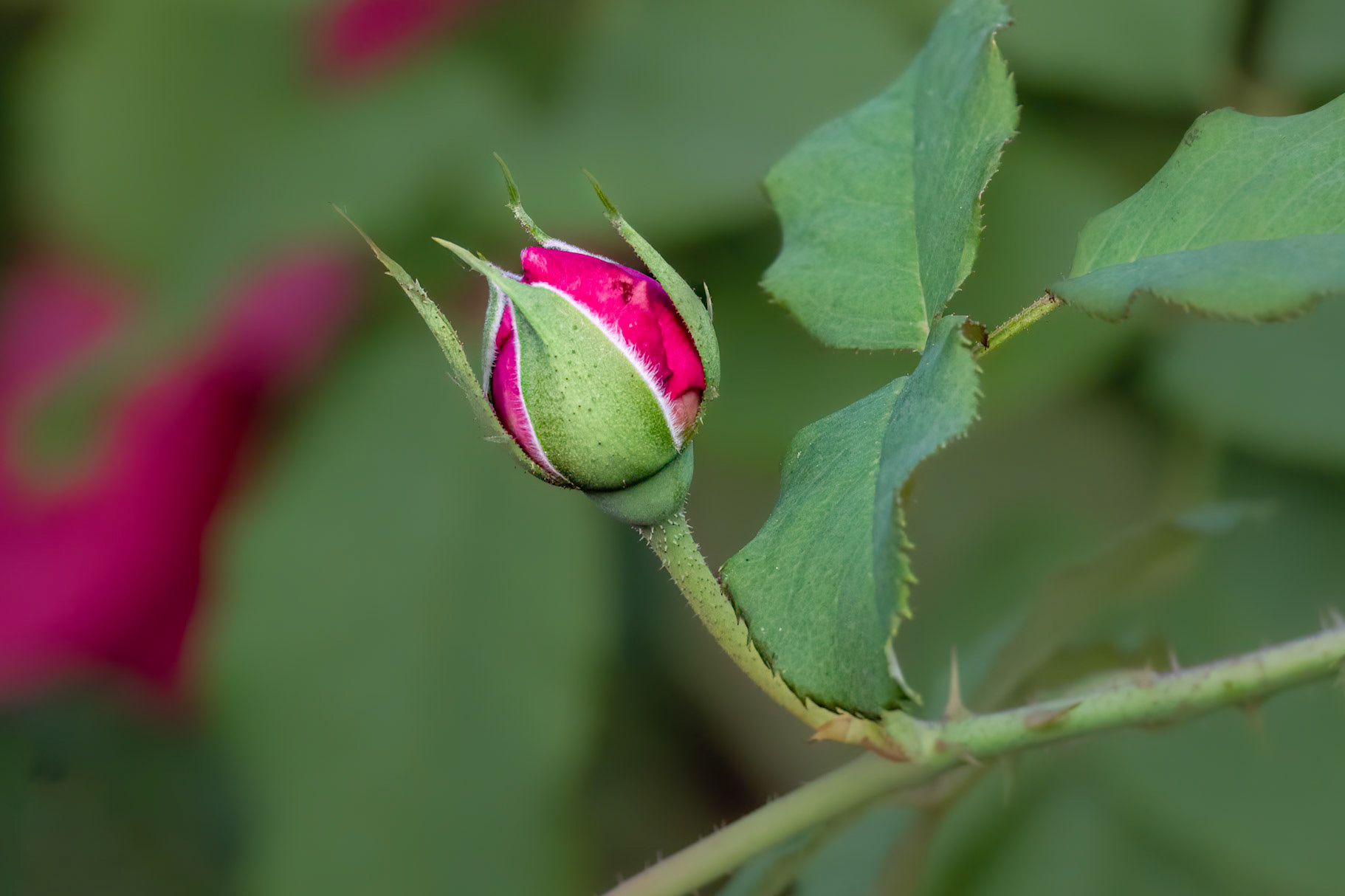 Rose 11, Brunswick County Botanical Gardens