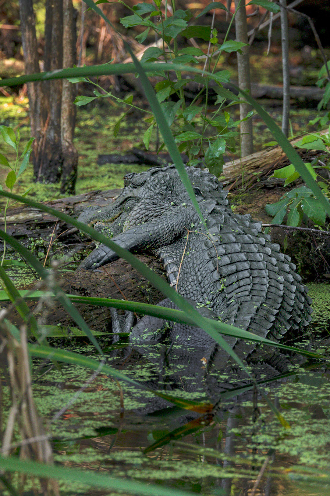 Gator 12, Huntington Beach State Park, SC