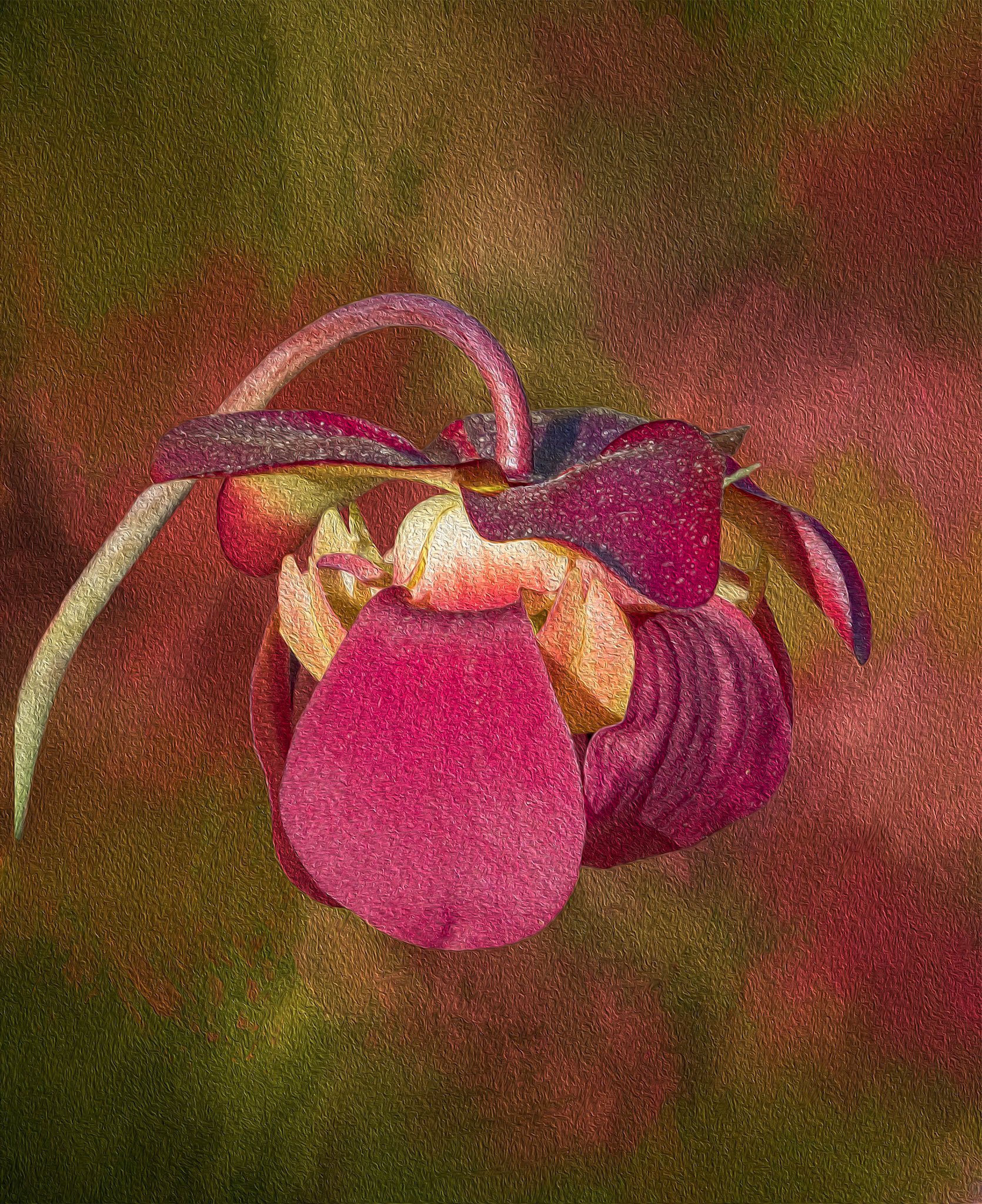 Pitcher plant bloom 18a, Green Swamp Preserve