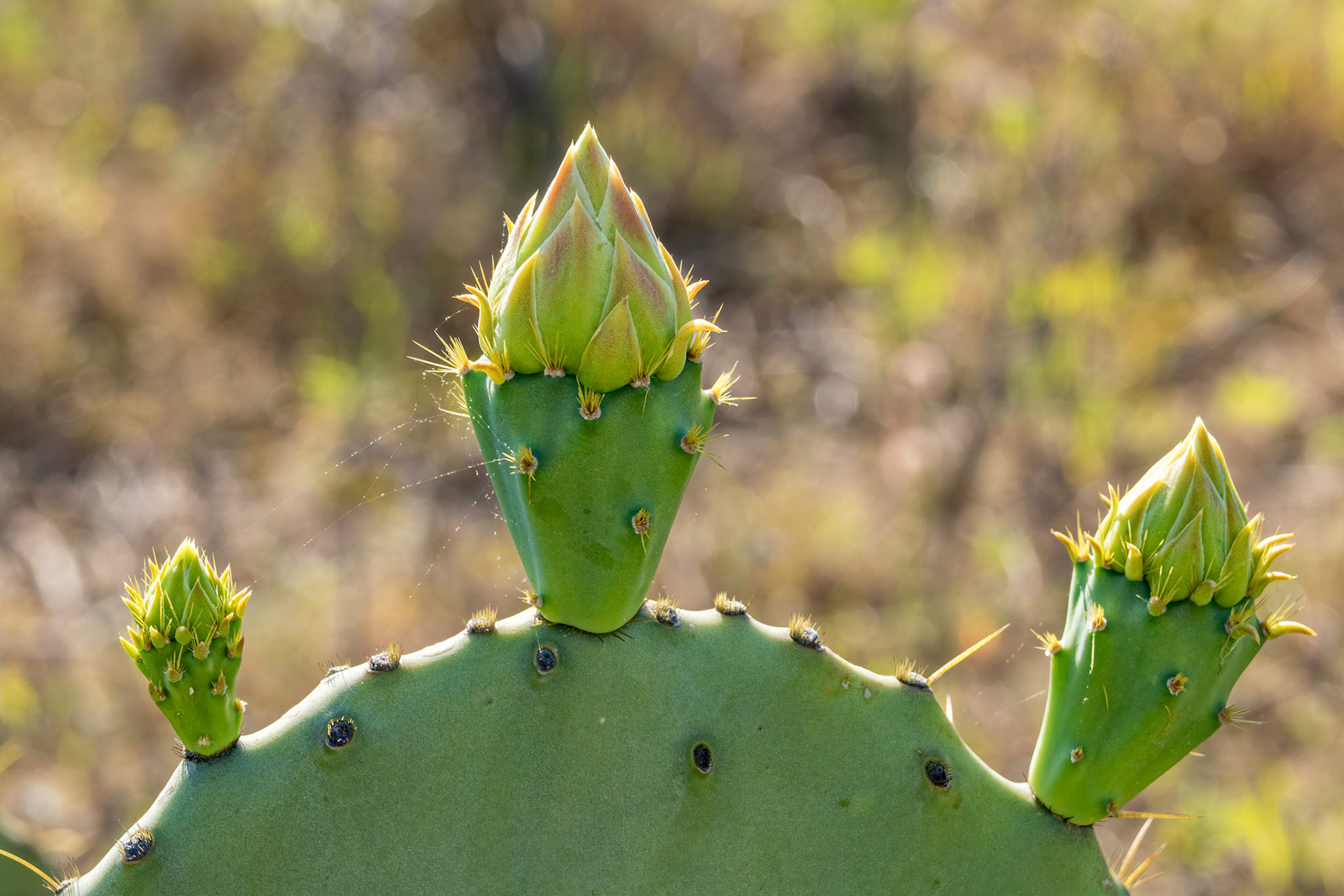 Prickly pear 10, OIB east end