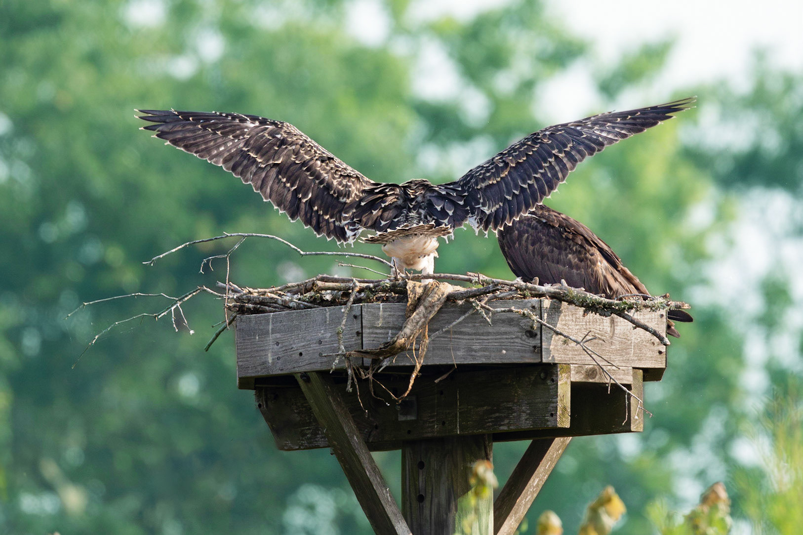 Osprey 93, Sea Trail