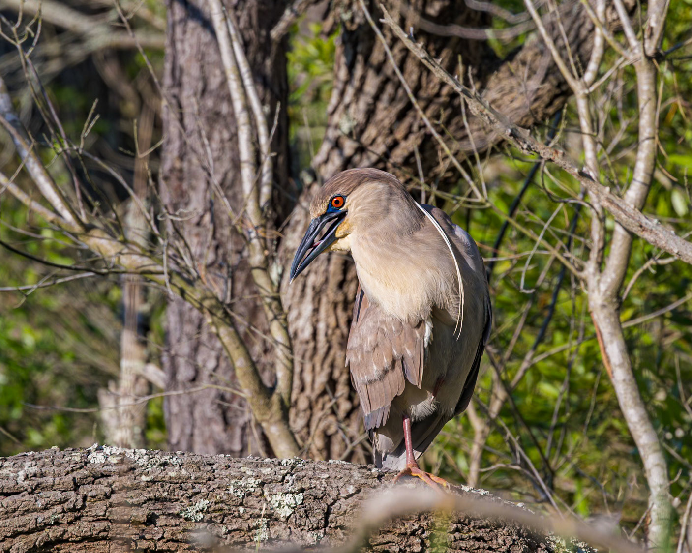 Black crowned night heron 12, Huntington Beach State Park, SC