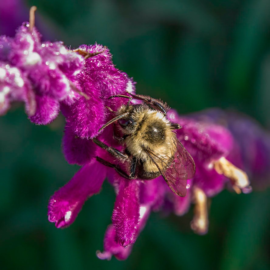 Bee on mexican bush sage 3, Brunswick County Botanical Gardens