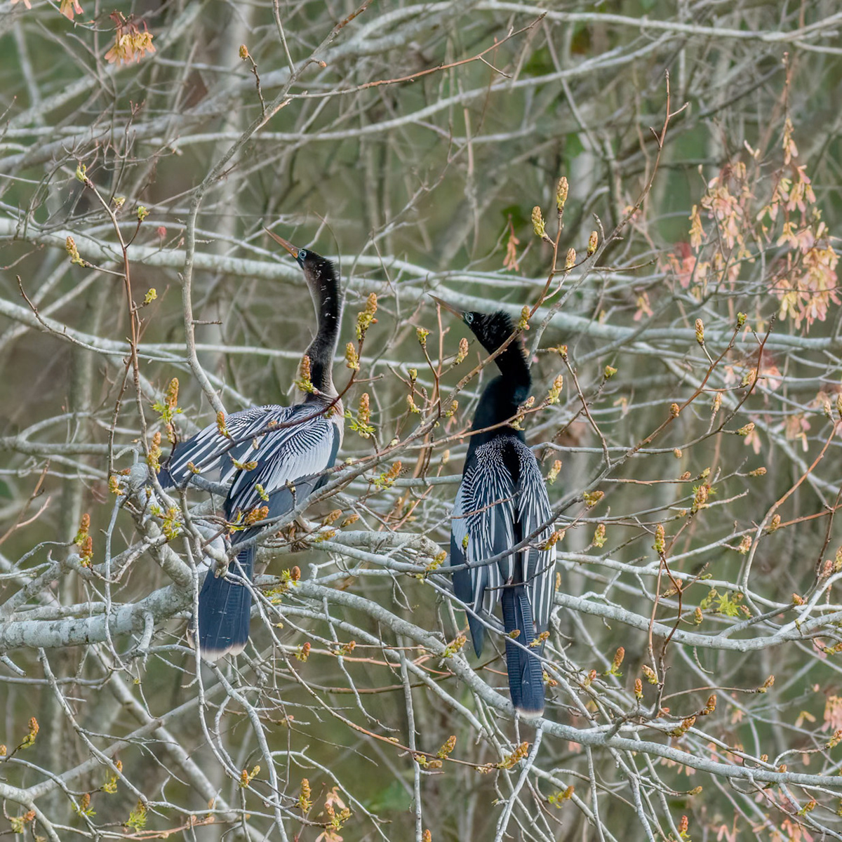 Anhinga 16, Sea Trail, Sunset Beach, NC