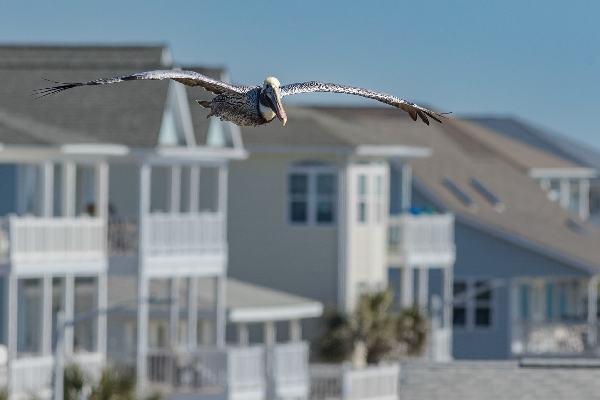 Pelicans at eye level 2, OIB east end