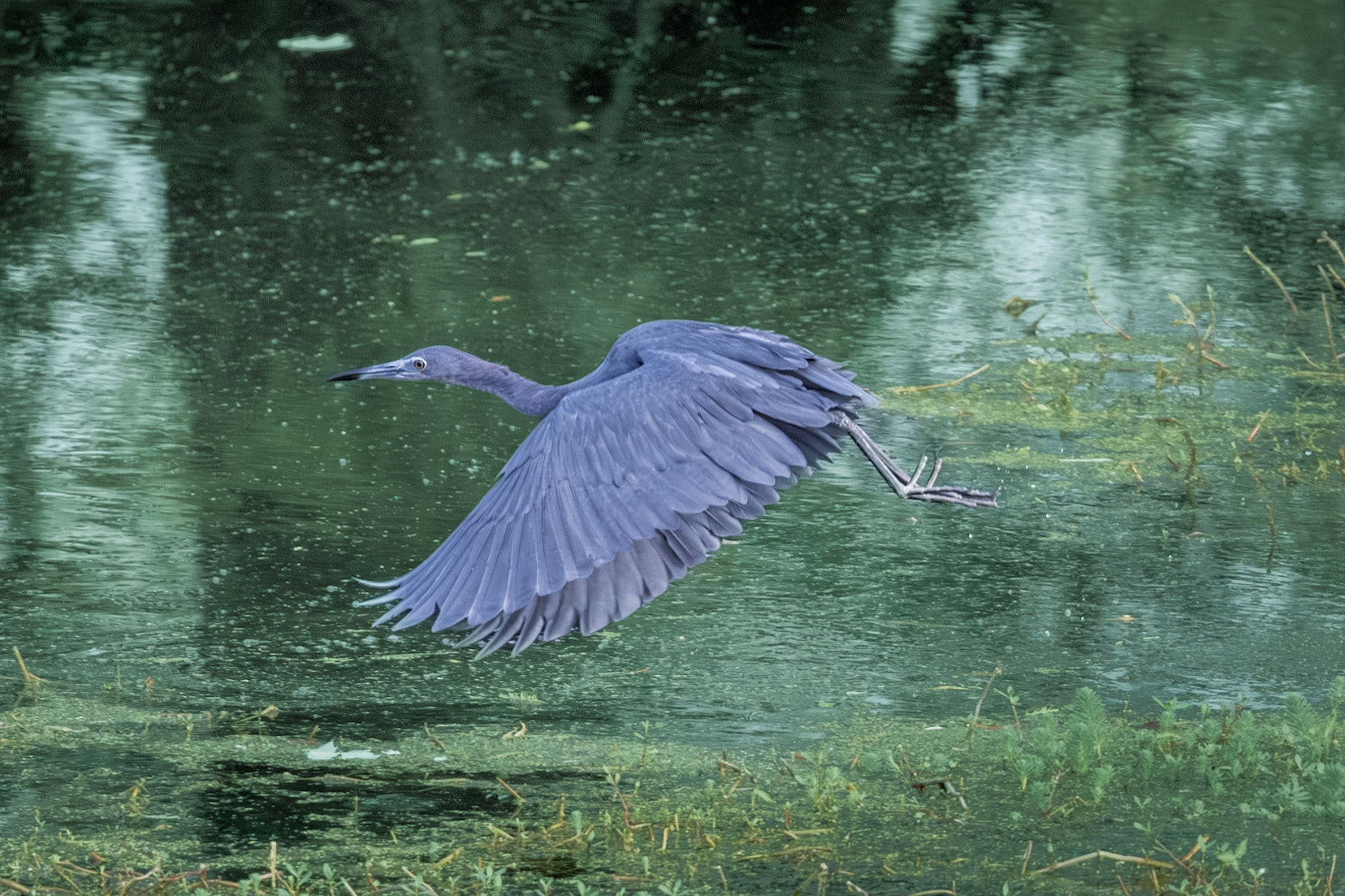 Little blue heron 14, Sea tzrail