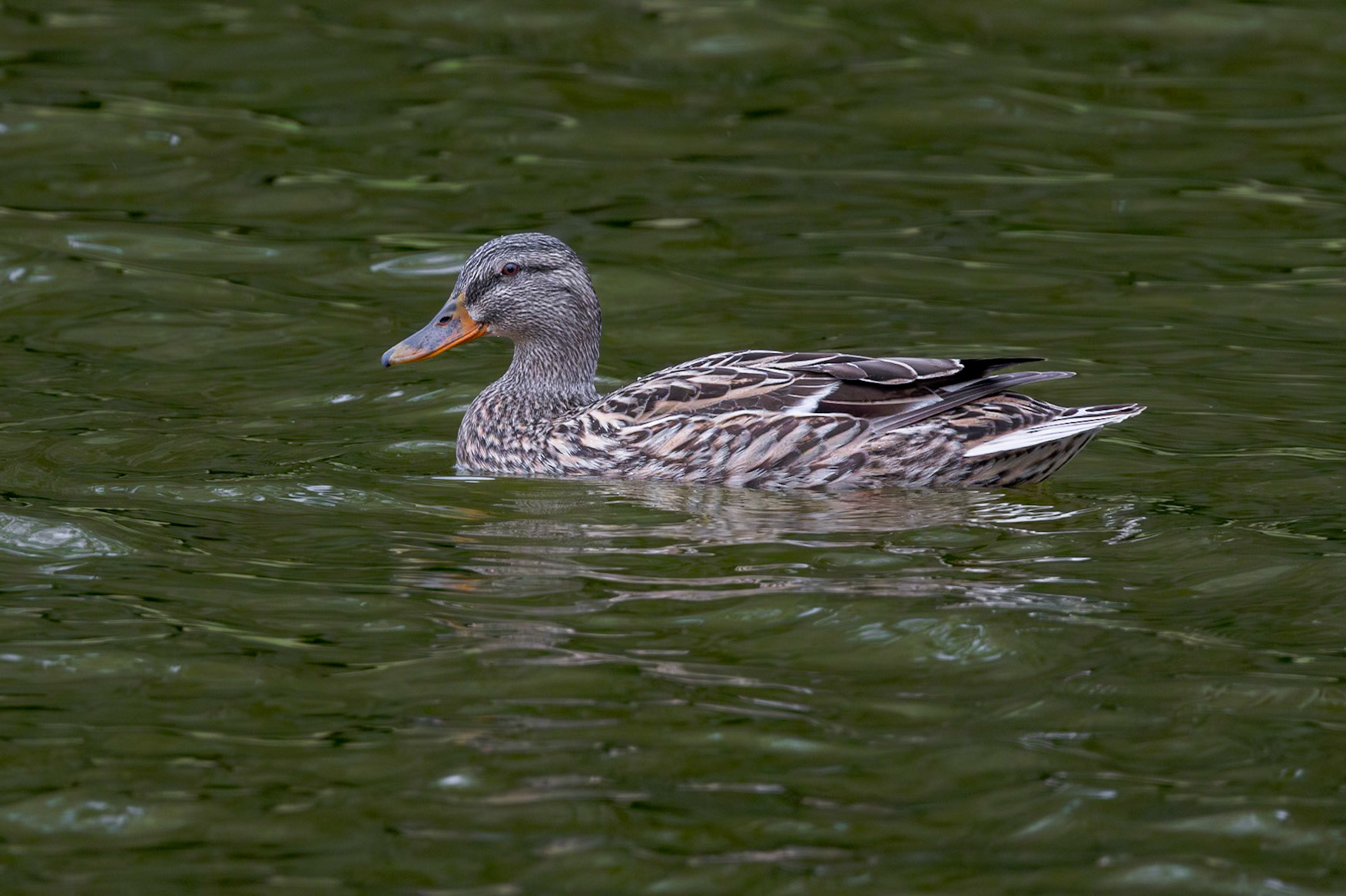 Female wood duck 2, Magnolia Cemetery, Charleston, SC