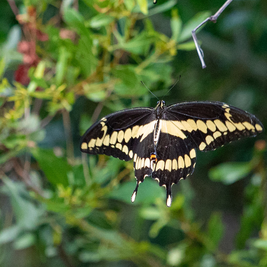 Giant Swallowtail 2, OIB