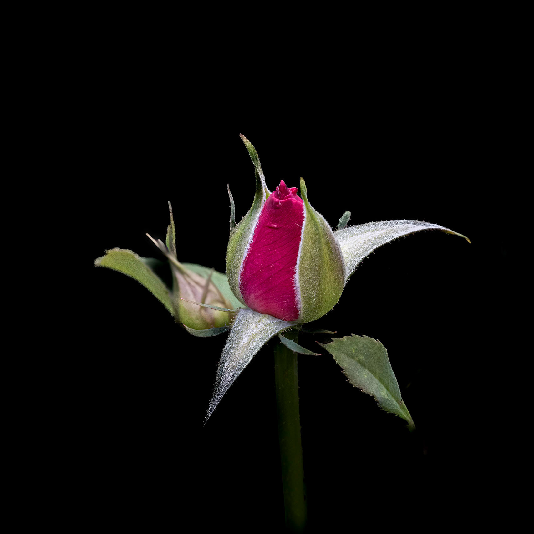 Rosebud 1, Brunswick County Botanical Gardens