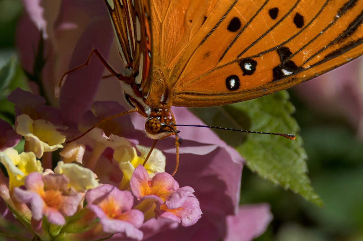 Gulf fritillary 10, Brunswick County Botanical Gardens