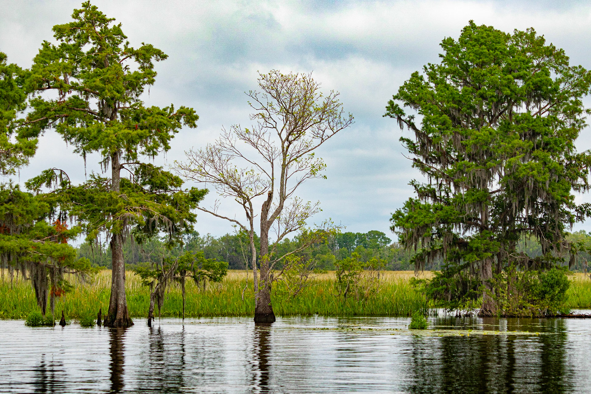 Waccamaw River 4, Plantation River Cruise