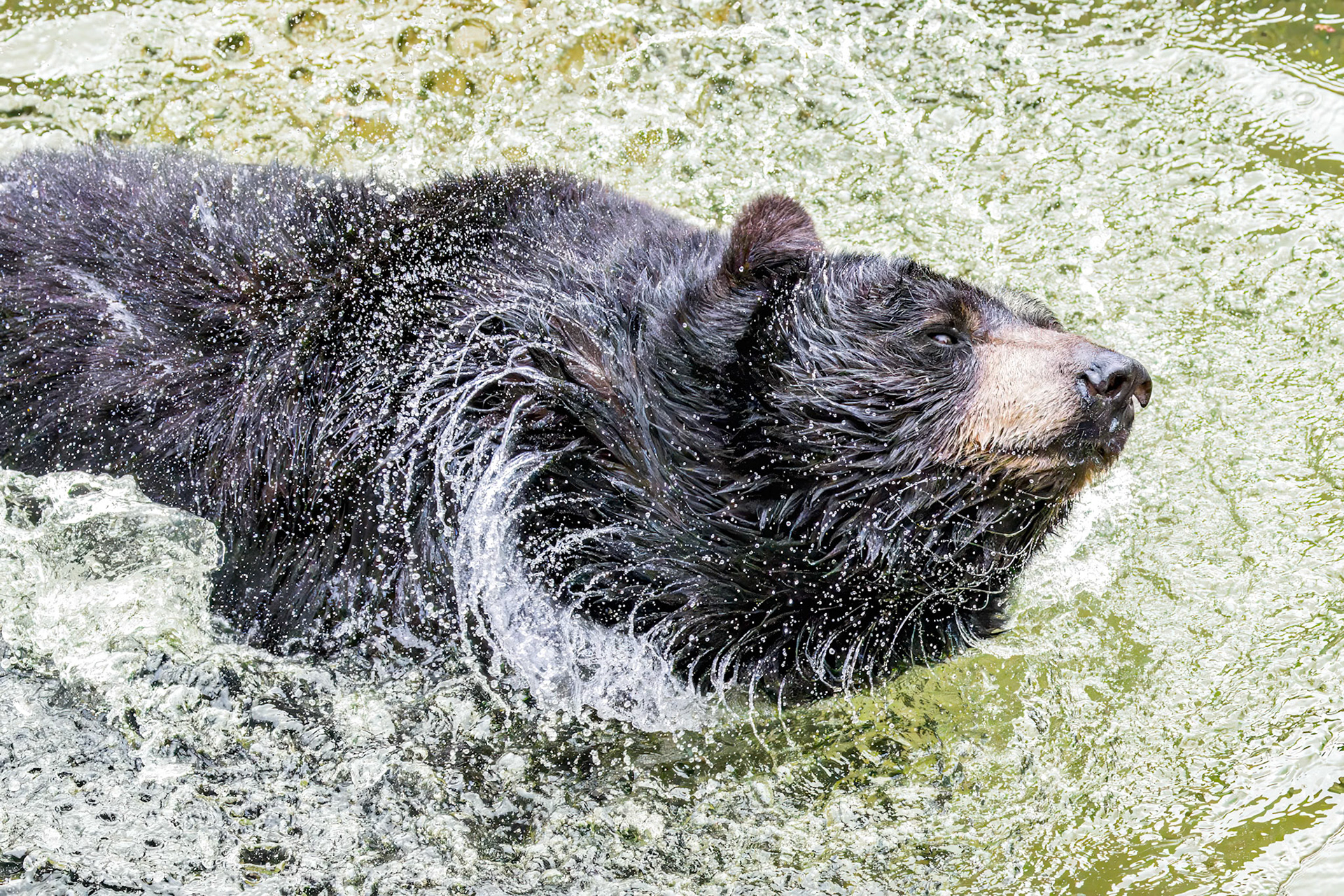 Black bear 18, Grandfather Mountain, NC