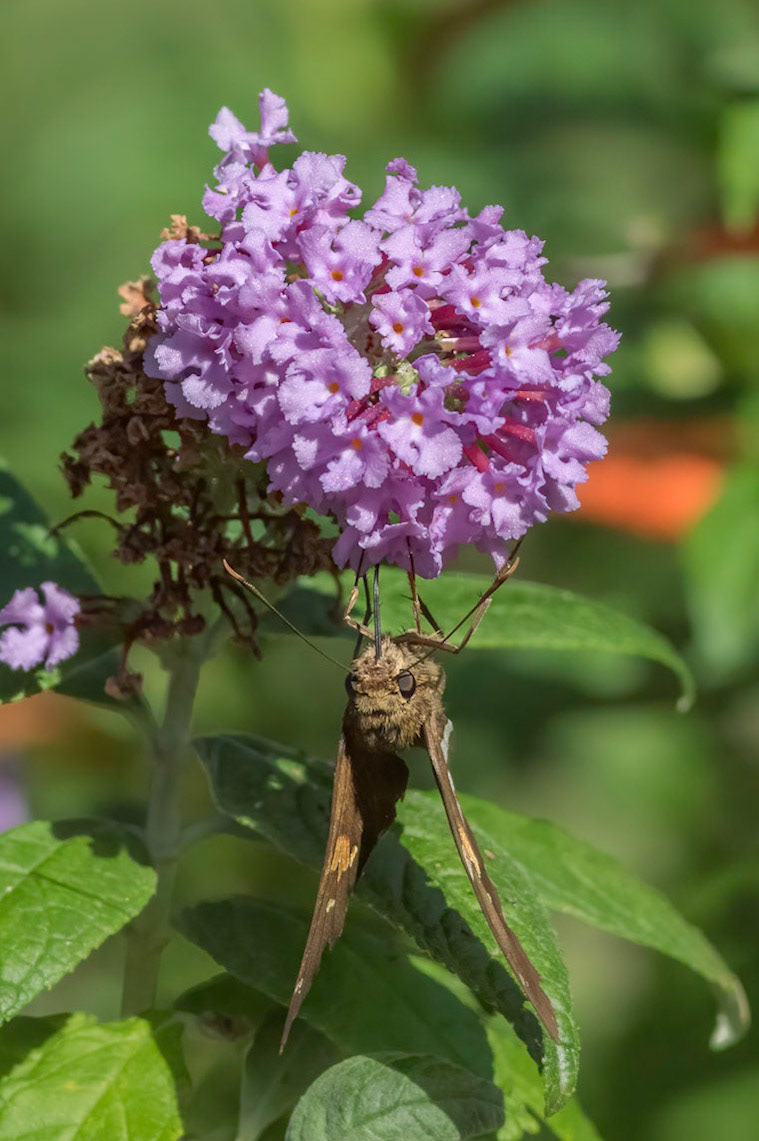 Silver spotted skipper 3, New Hanover County Arboretum