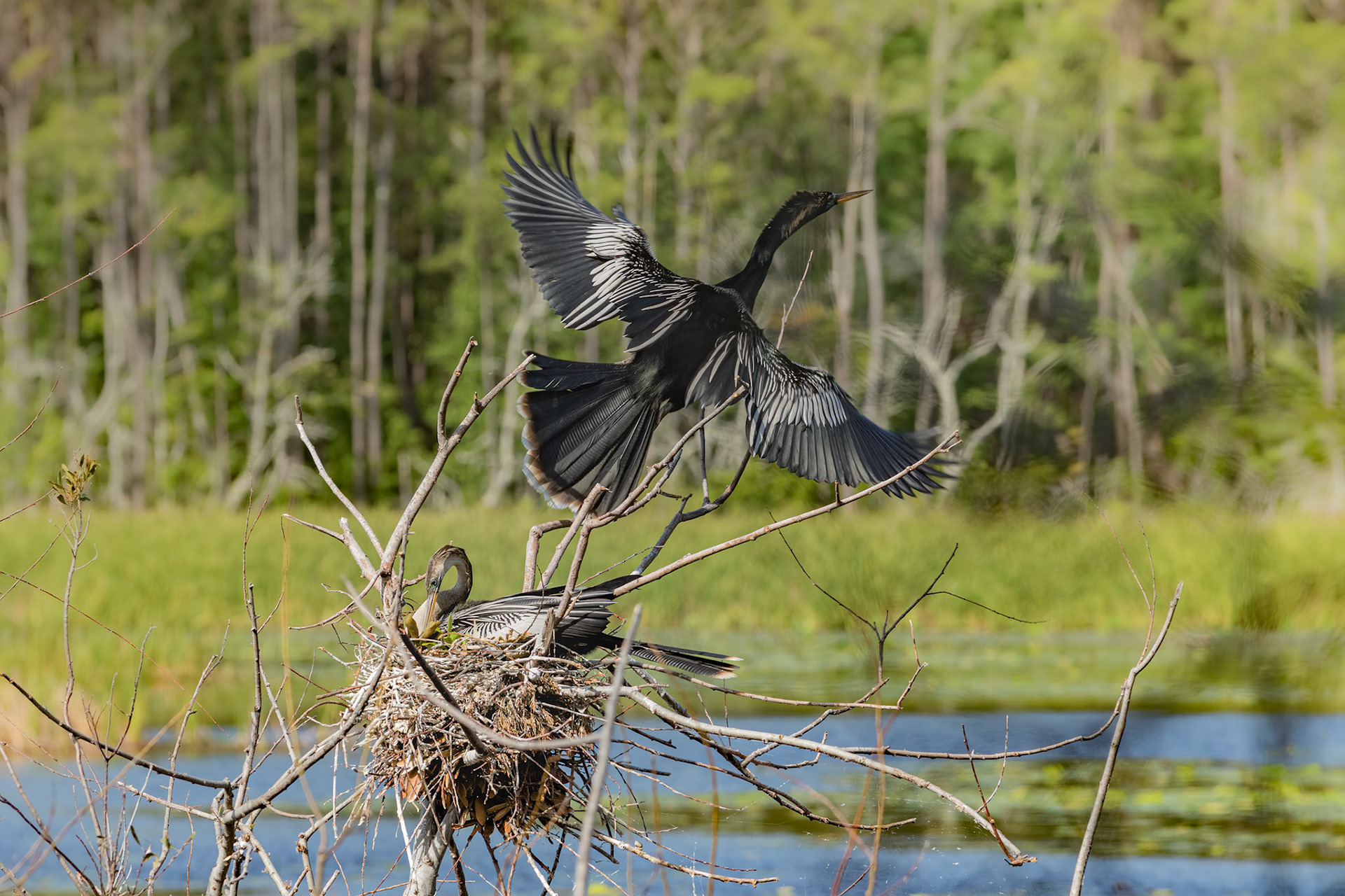 Anhinga 12, Huntington Beach SC
