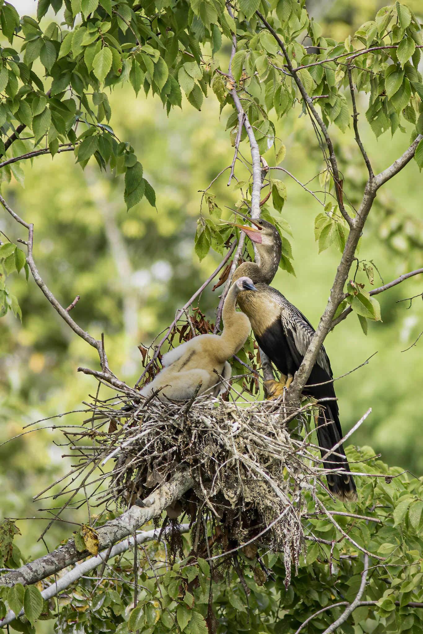Anhinga nest 49, Sea Trail, Week of August 1, Nest 2