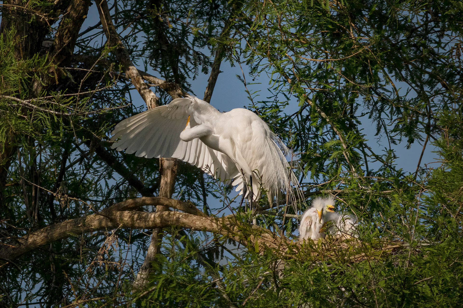 Great egret 53, Magnolia Plantation and Gardens, Audubon Swamp Garden