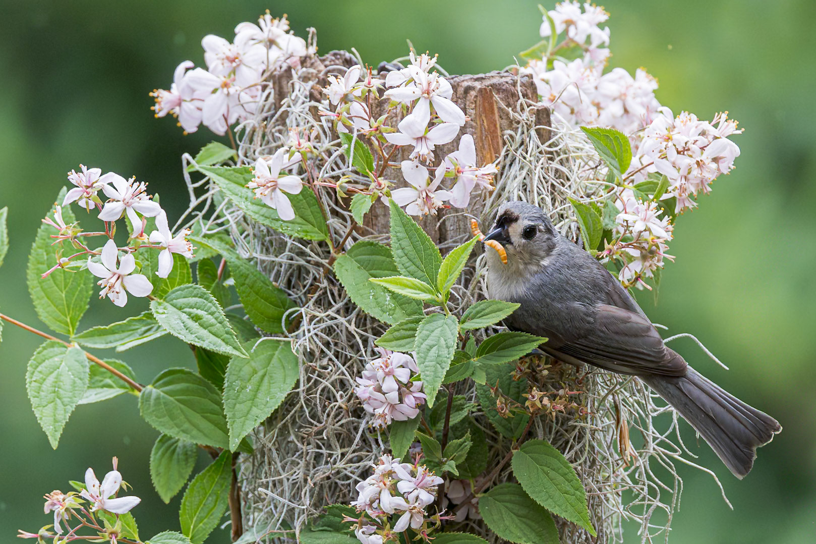 Tufted titmouse 8, The Nut House, Clemson, SC