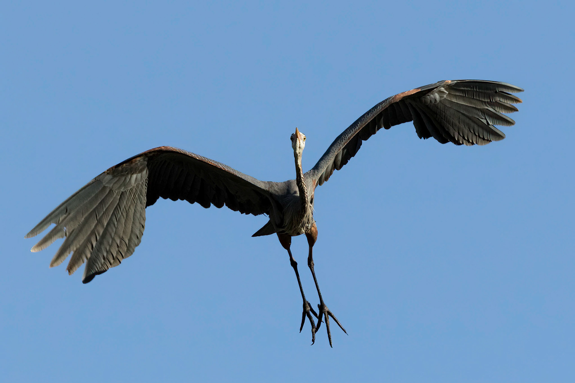 Herons Mating 2, He leaves